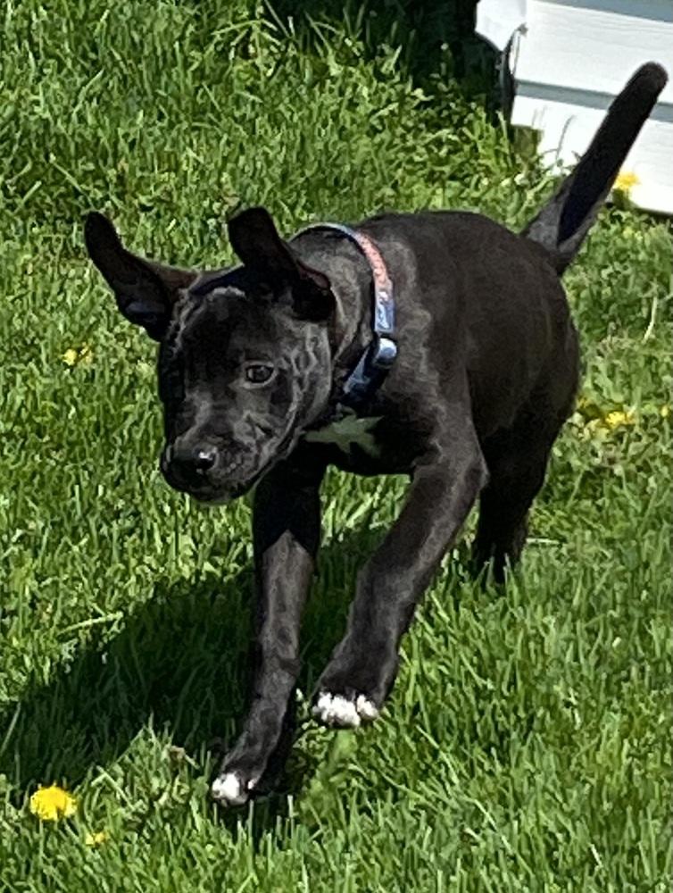 Enlarge Omar, a Adoptable mixed breed in Clinton Township, MI image 2/4