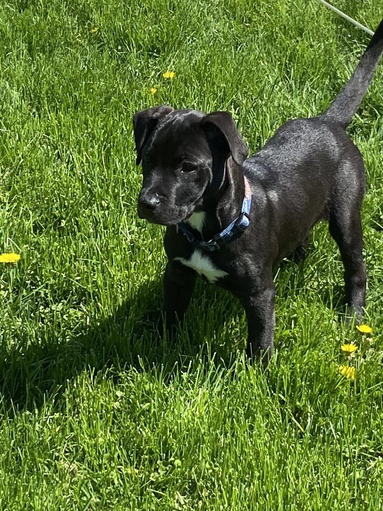 Enlarge Omar, a Adoptable mixed breed in Clinton Township, MI image 4/4