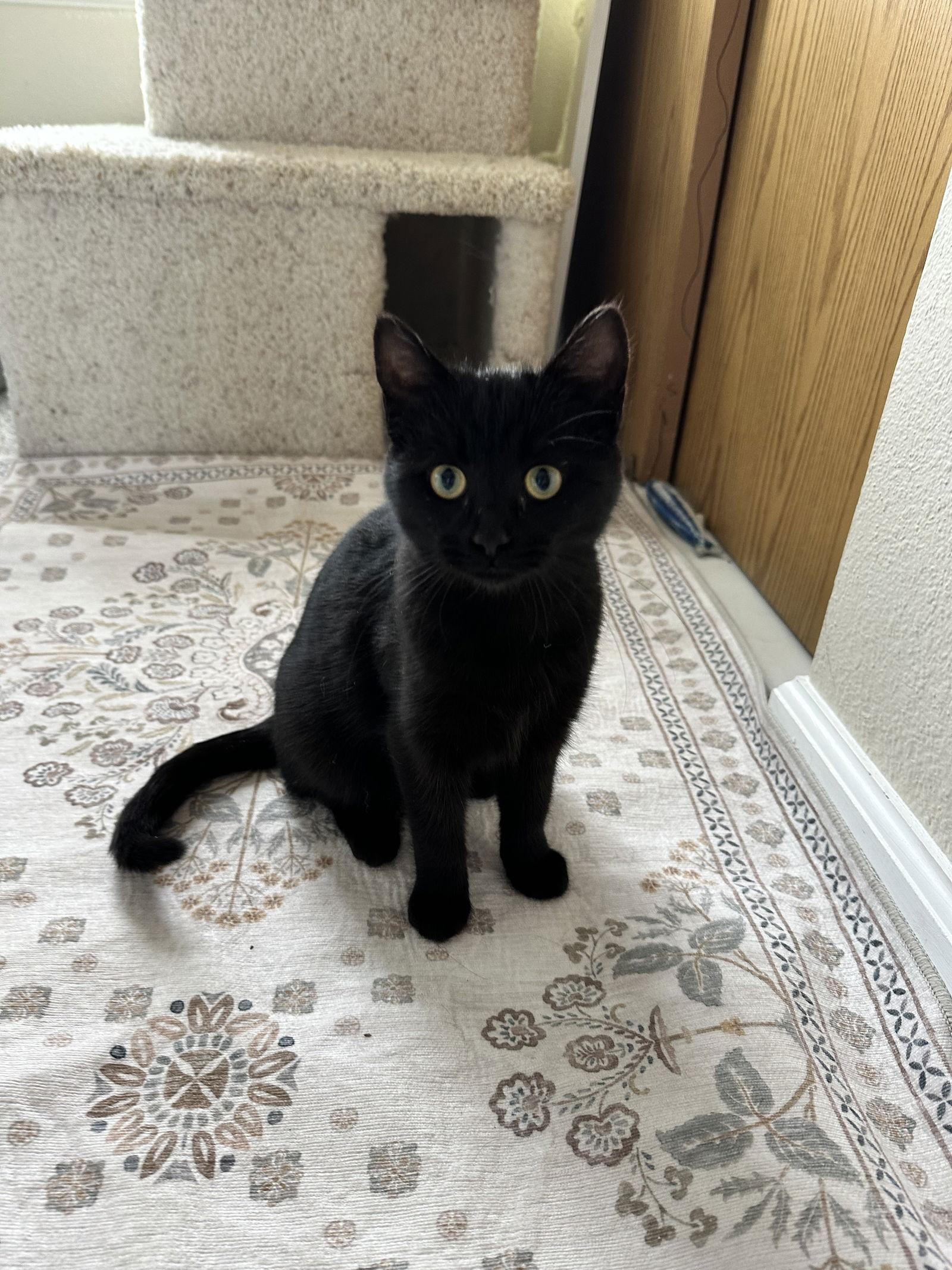 Tiny Rainbow, Adopted, Young Female Domestic Short Hair.