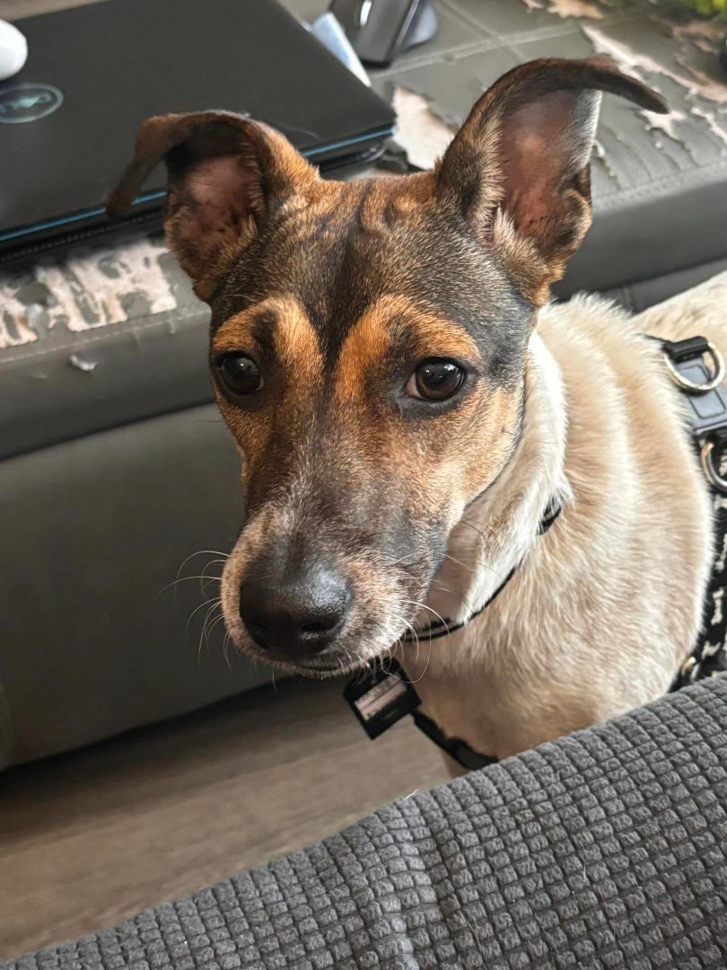 Kiwi, Adopted, Young Female Jack Russell Terrier.