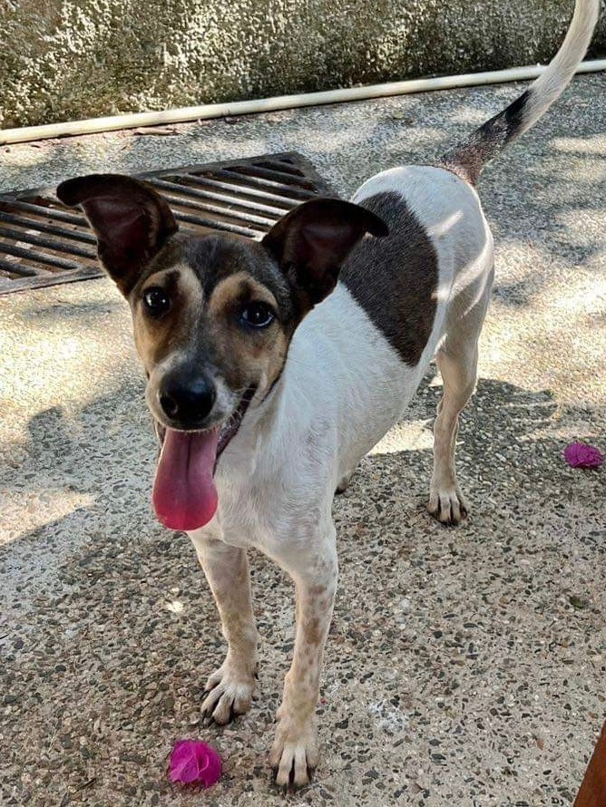 Kiwi, a Adopted mixed breed in North Vancouver, BC image 2/5