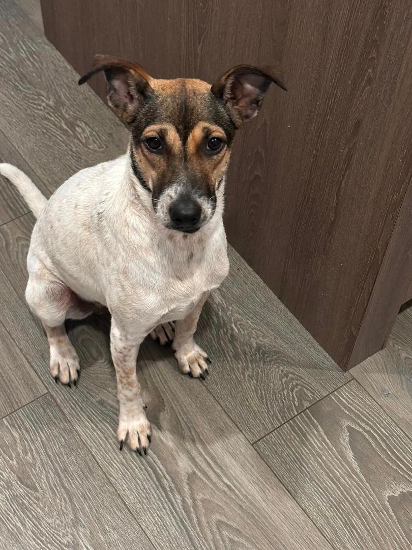 Kiwi, a Adopted mixed breed in North Vancouver, BC image 3/5