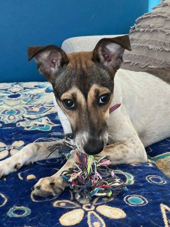 Kiwi, a Adopted mixed breed in North Vancouver, BC image 4/5