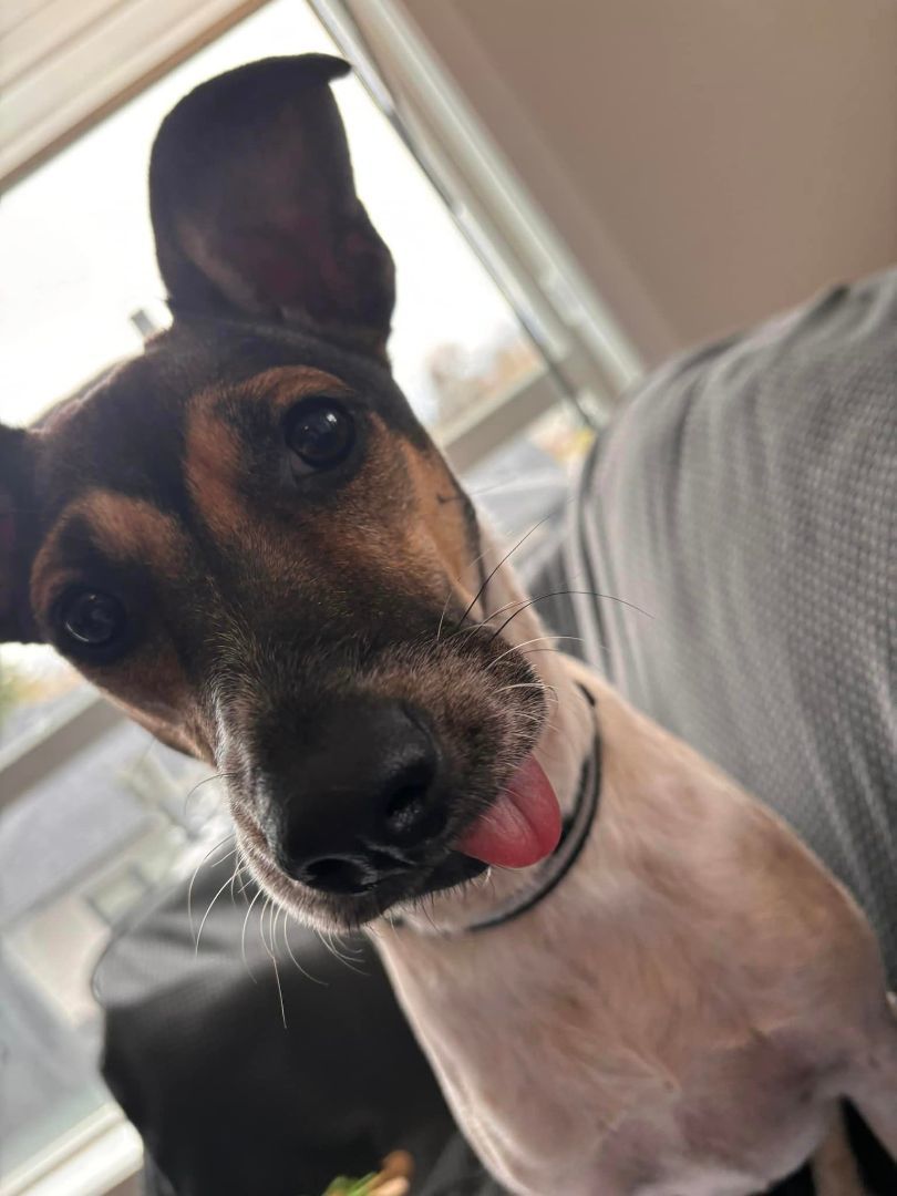 Kiwi, a Adopted mixed breed in North Vancouver, BC image 5/5