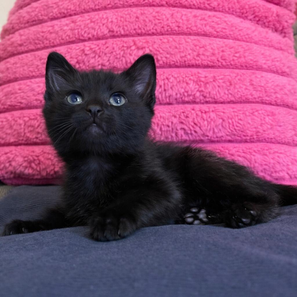 Pebble, Adoptable, Kitten Male American Shorthair.