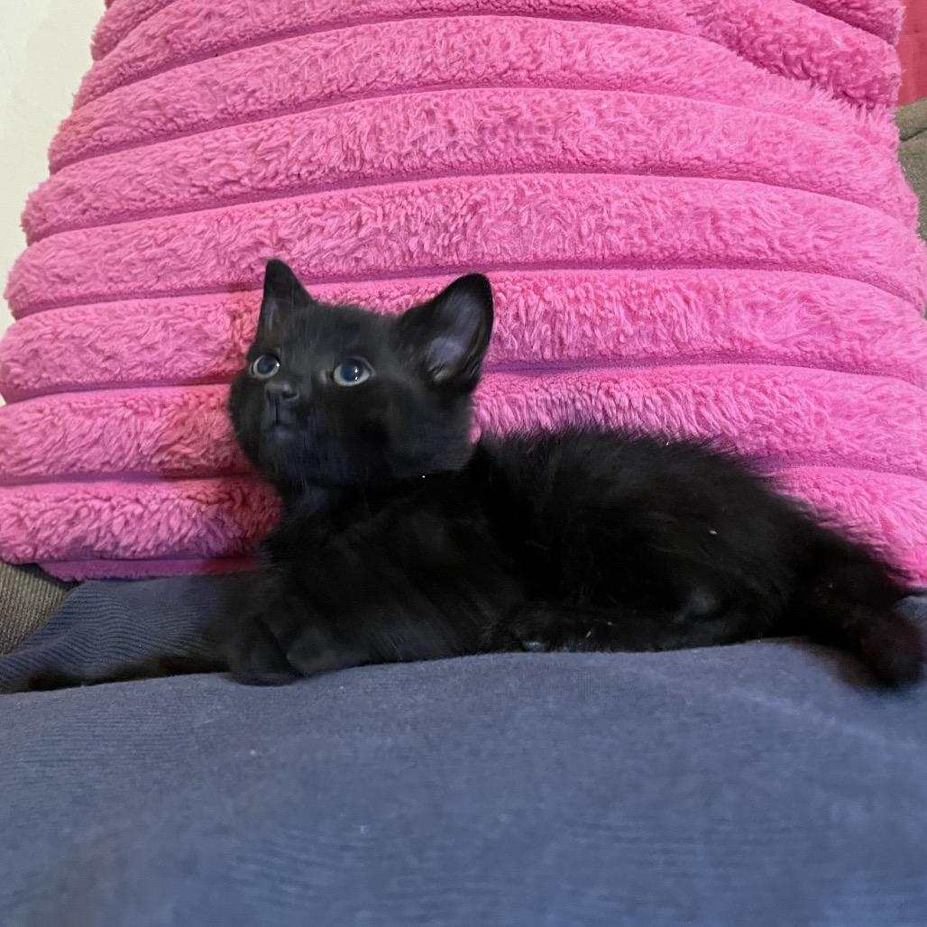 Enlarge Pebble, a Adoptable American Shorthair in Tucson, AZ image 2/2