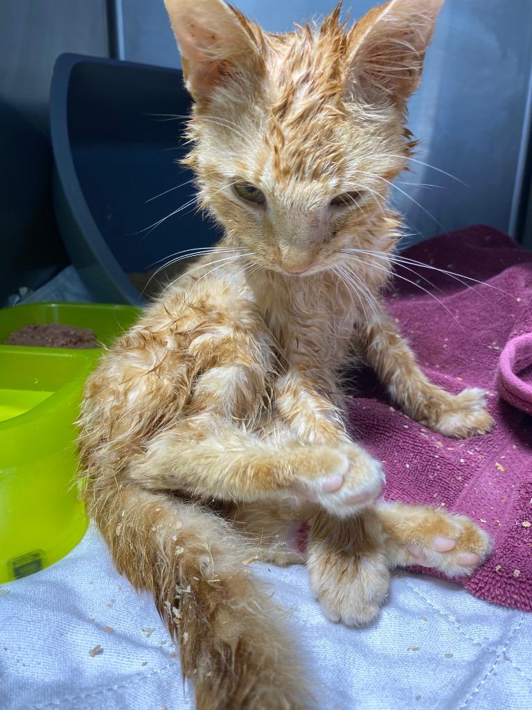 Enlarge Southerland cat 13 (Michael fostering), a Adoptable mixed breed in Morgantown, KY image 1/1