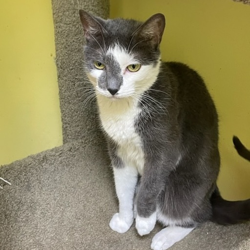 Avery, a Adoptable Domestic Short Hair image 1/2