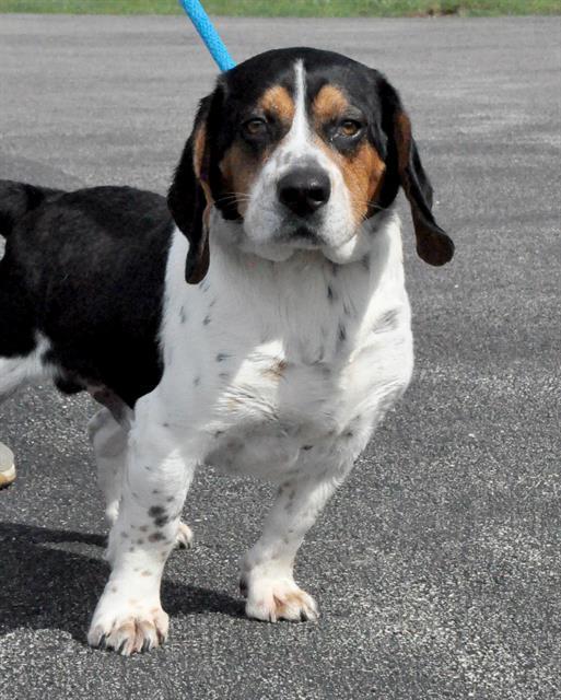 BUBBA, Adoptable, Adult Male Basset Hound & Beagle.