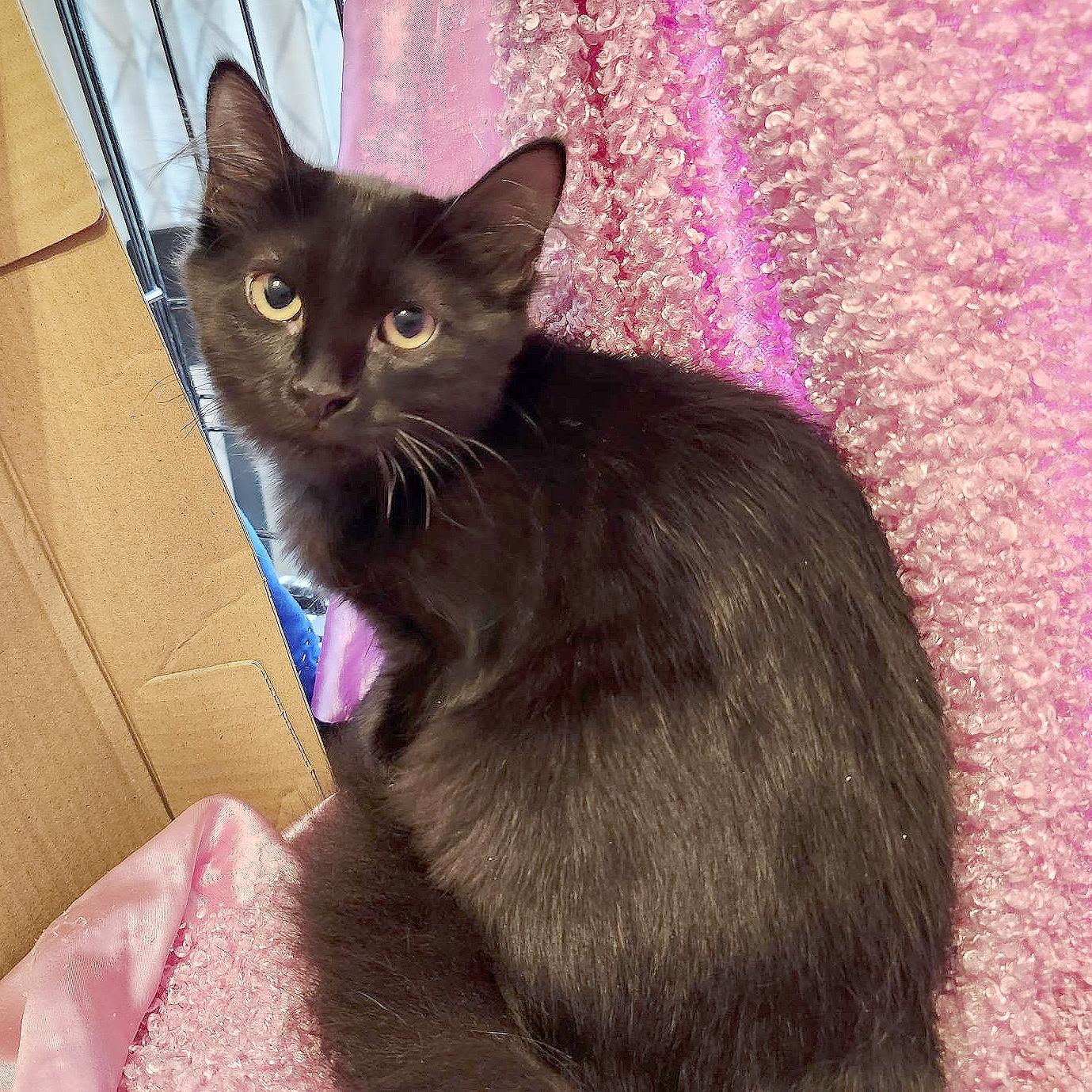 Buoy (Courtesy Post), Adoptable, Kitten Male Domestic Medium Hair.