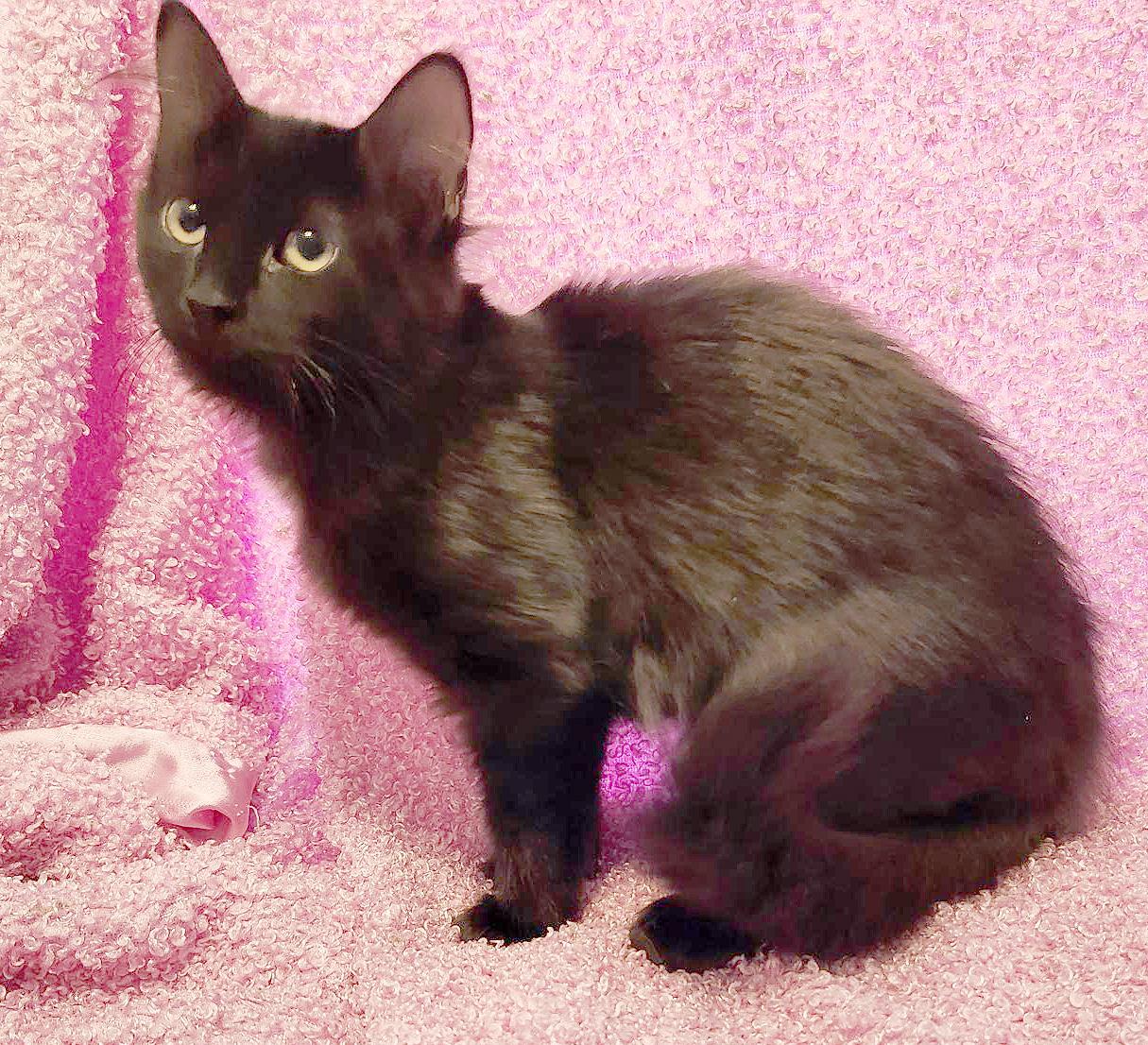 Enlarge Buoy (Courtesy Post), a Adoptable Domestic Medium Hair in Parkville, MO image 3/6