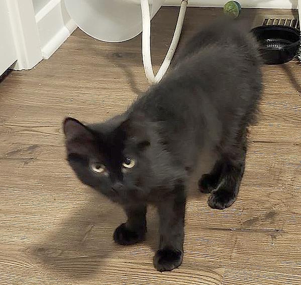Enlarge Buoy (Courtesy Post), a Adoptable Domestic Medium Hair in Parkville, MO image 6/6