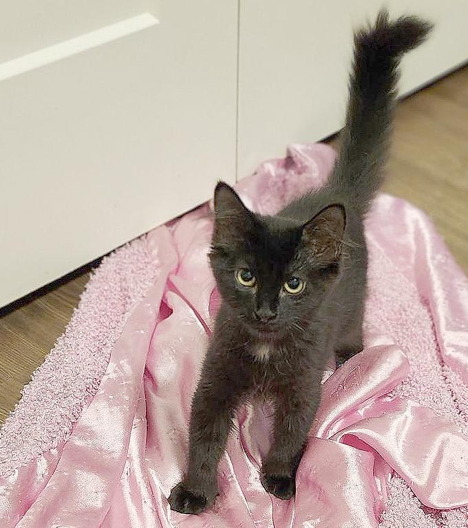 Enlarge Buoy (Courtesy Post), a Adoptable Domestic Medium Hair in Parkville, MO image 5/6