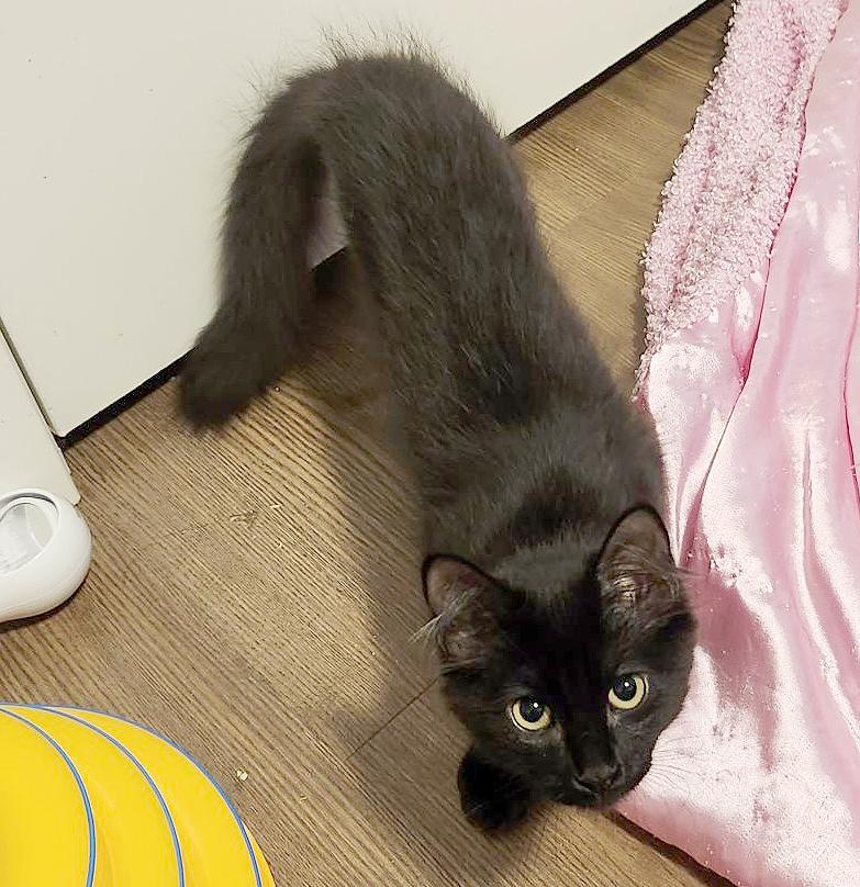 Enlarge Buoy (Courtesy Post), a Adoptable Domestic Medium Hair in Parkville, MO image 4/6