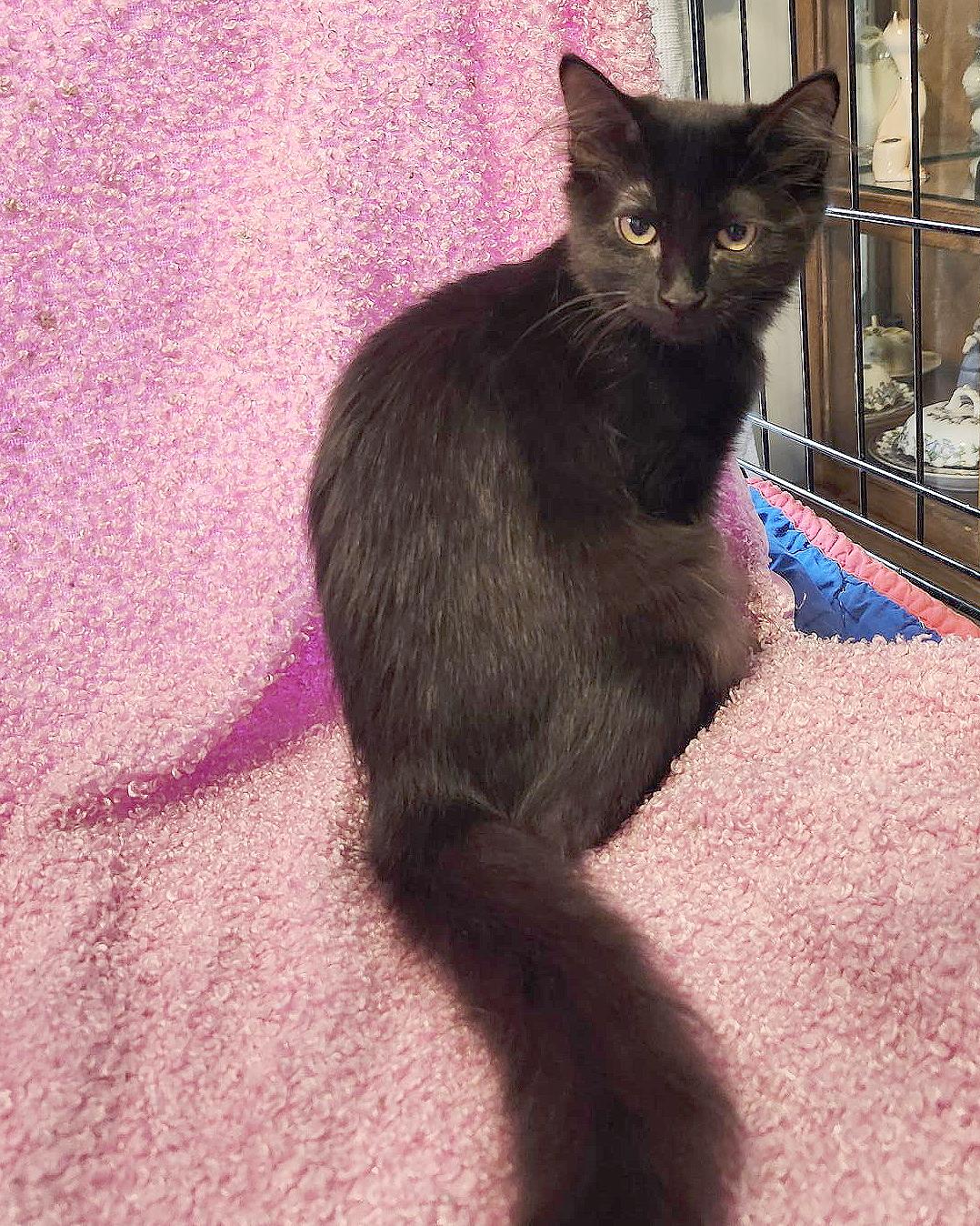 Enlarge Buoy (Courtesy Post), a Adoptable Domestic Medium Hair in Parkville, MO image 2/6