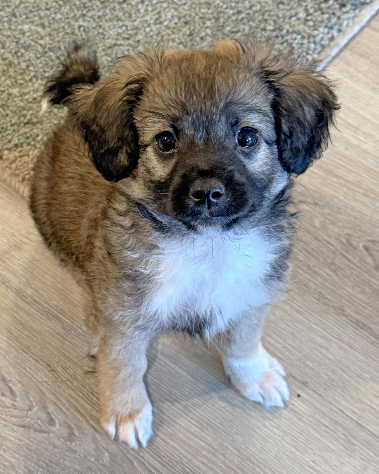 Gus Gus, Adopted, Puppy Male Chihuahua.