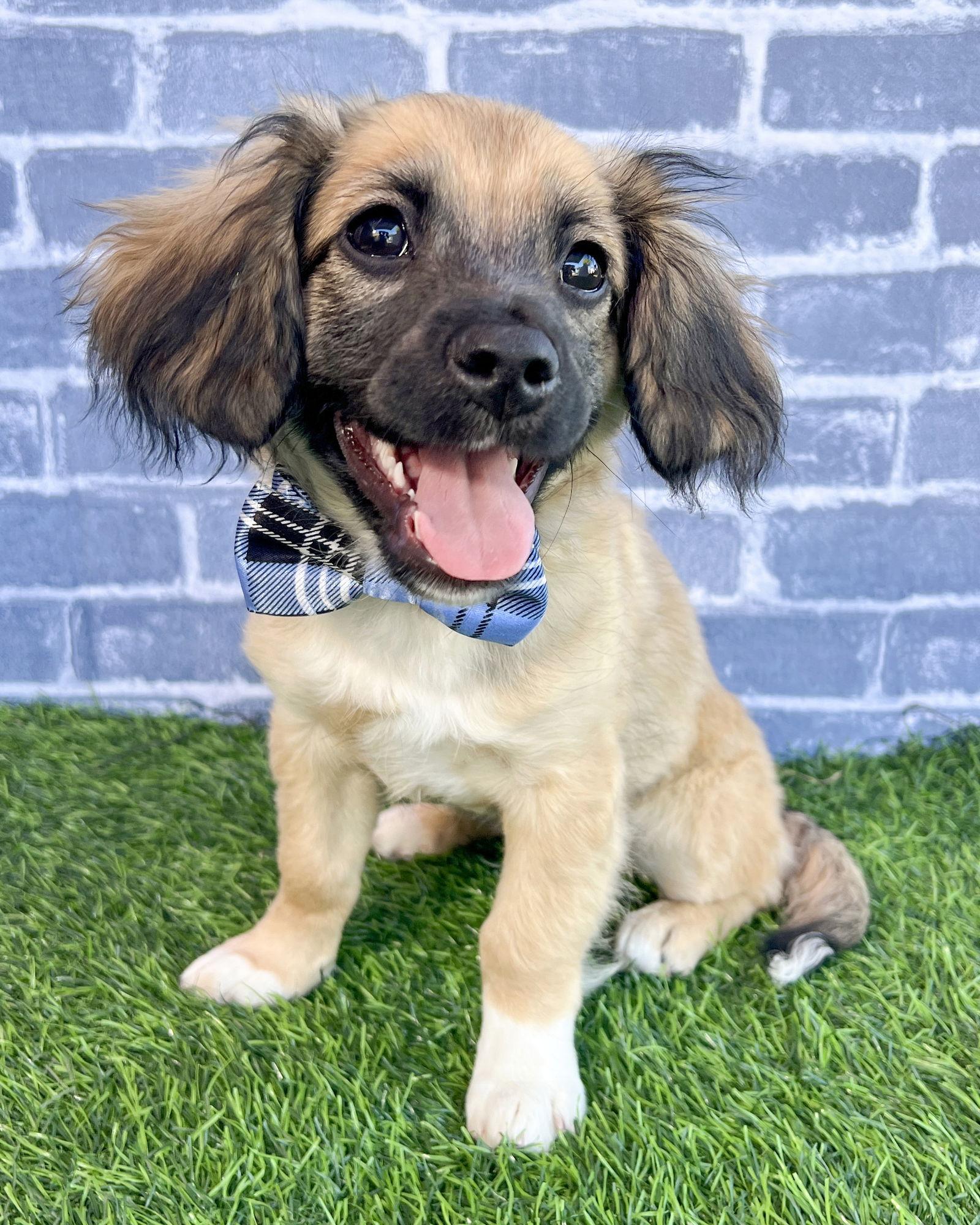 Gus Gus, a Adopted Chihuahua in Corona, CA image 2/2