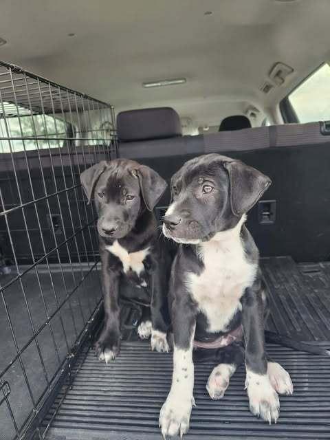 Enlarge Hazel, a ADOPTABLE mixed breed in Commerce City, CO image 6/6