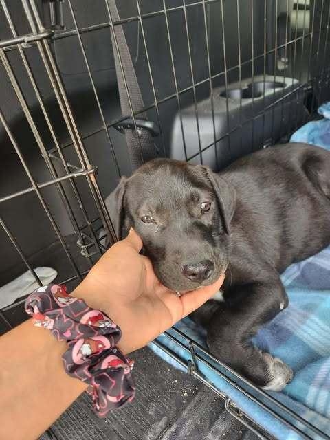 Enlarge Hazel, a ADOPTABLE mixed breed in Commerce City, CO image 5/6