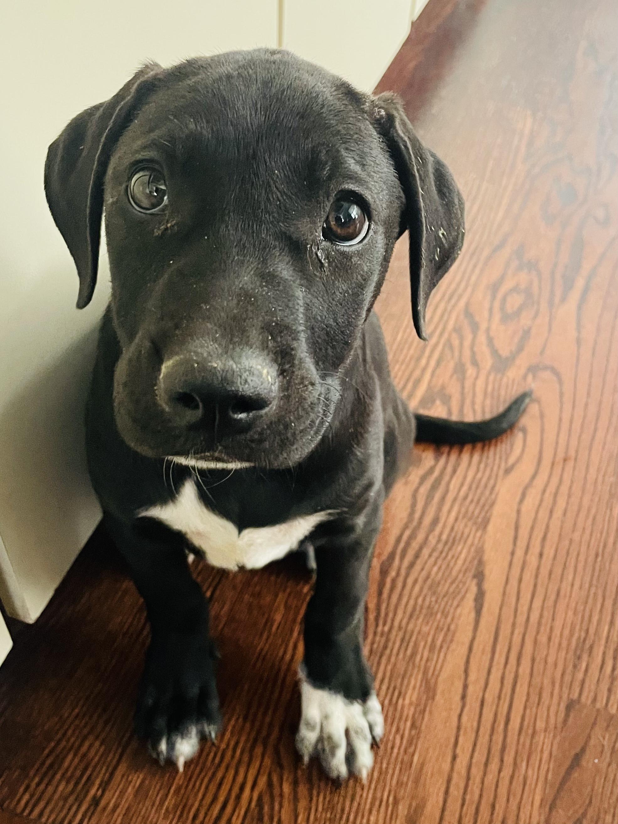 Hazel, ADOPTABLE, Puppy Female Labrador Retriever & Pointer.