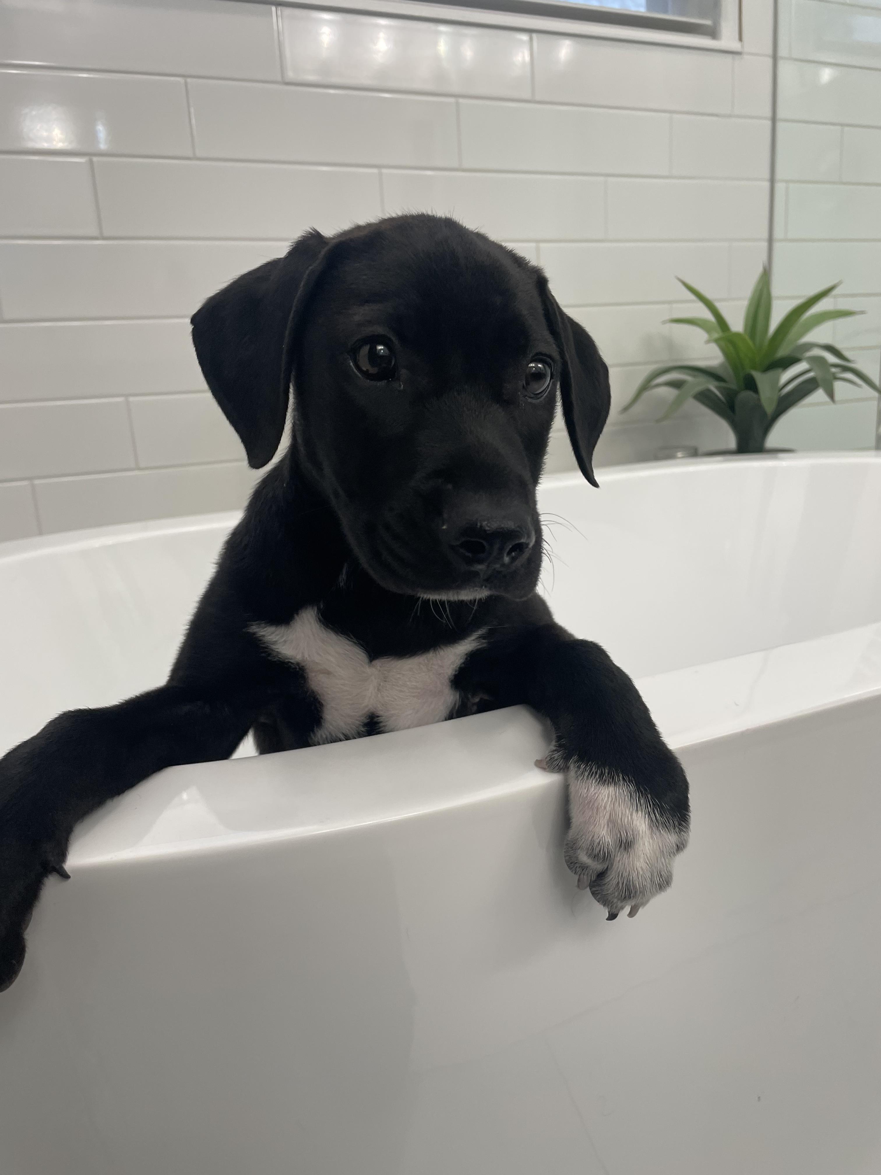 Enlarge Hazel, a ADOPTABLE mixed breed in Commerce City, CO image 3/6