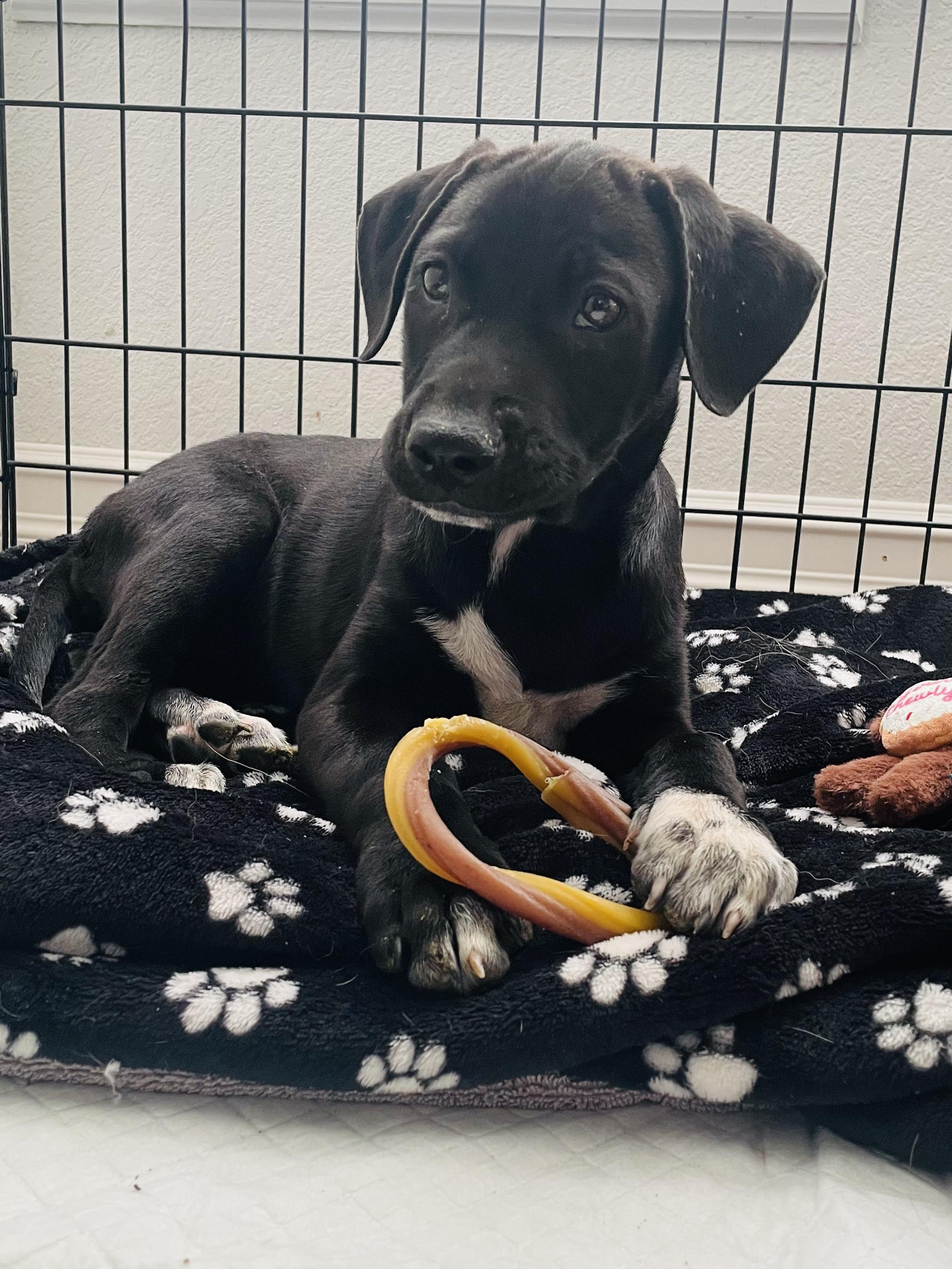 Enlarge Hazel, a ADOPTABLE mixed breed in Commerce City, CO image 4/6