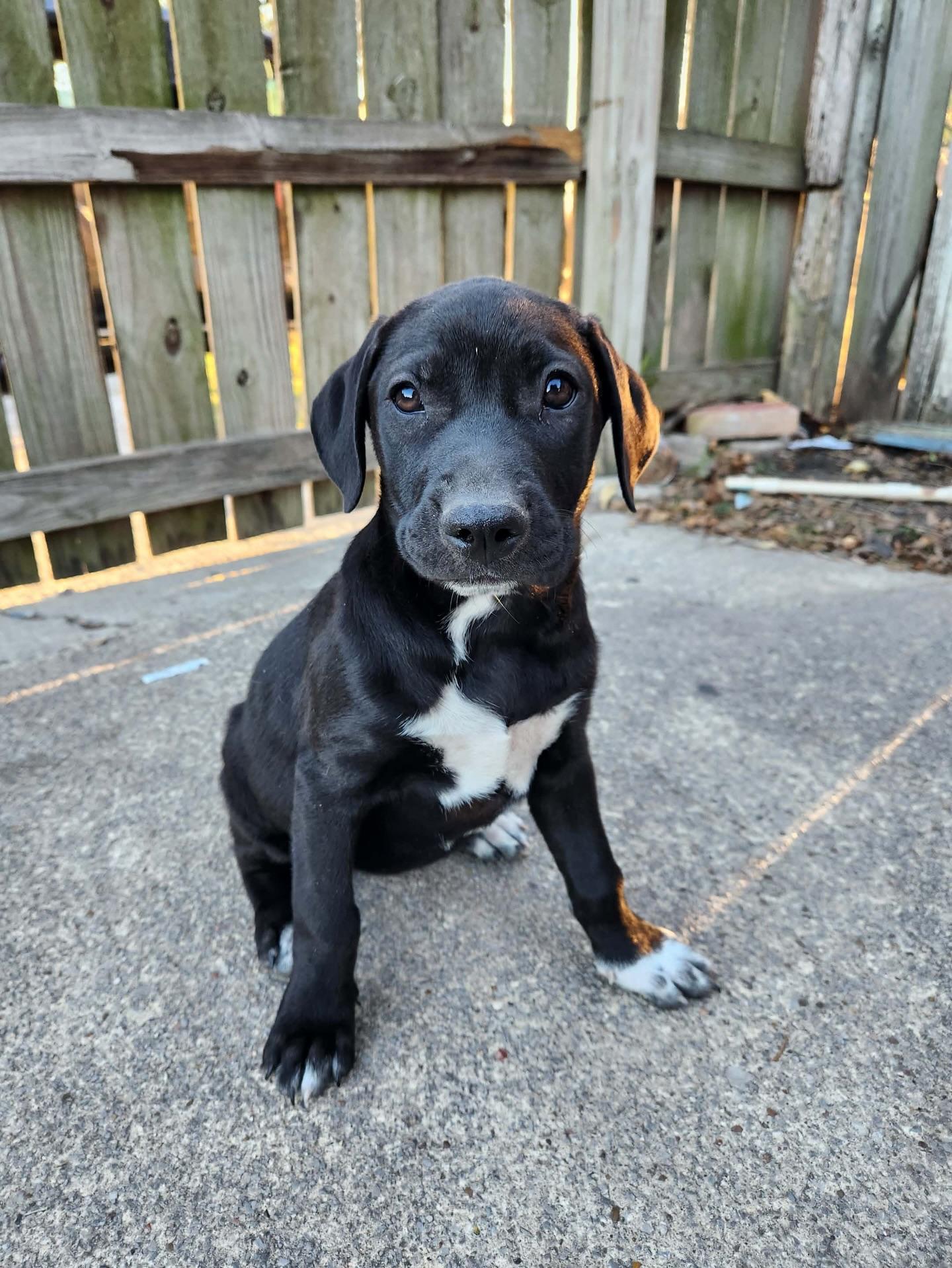 Enlarge Hazel, a ADOPTABLE mixed breed in Commerce City, CO image 2/6