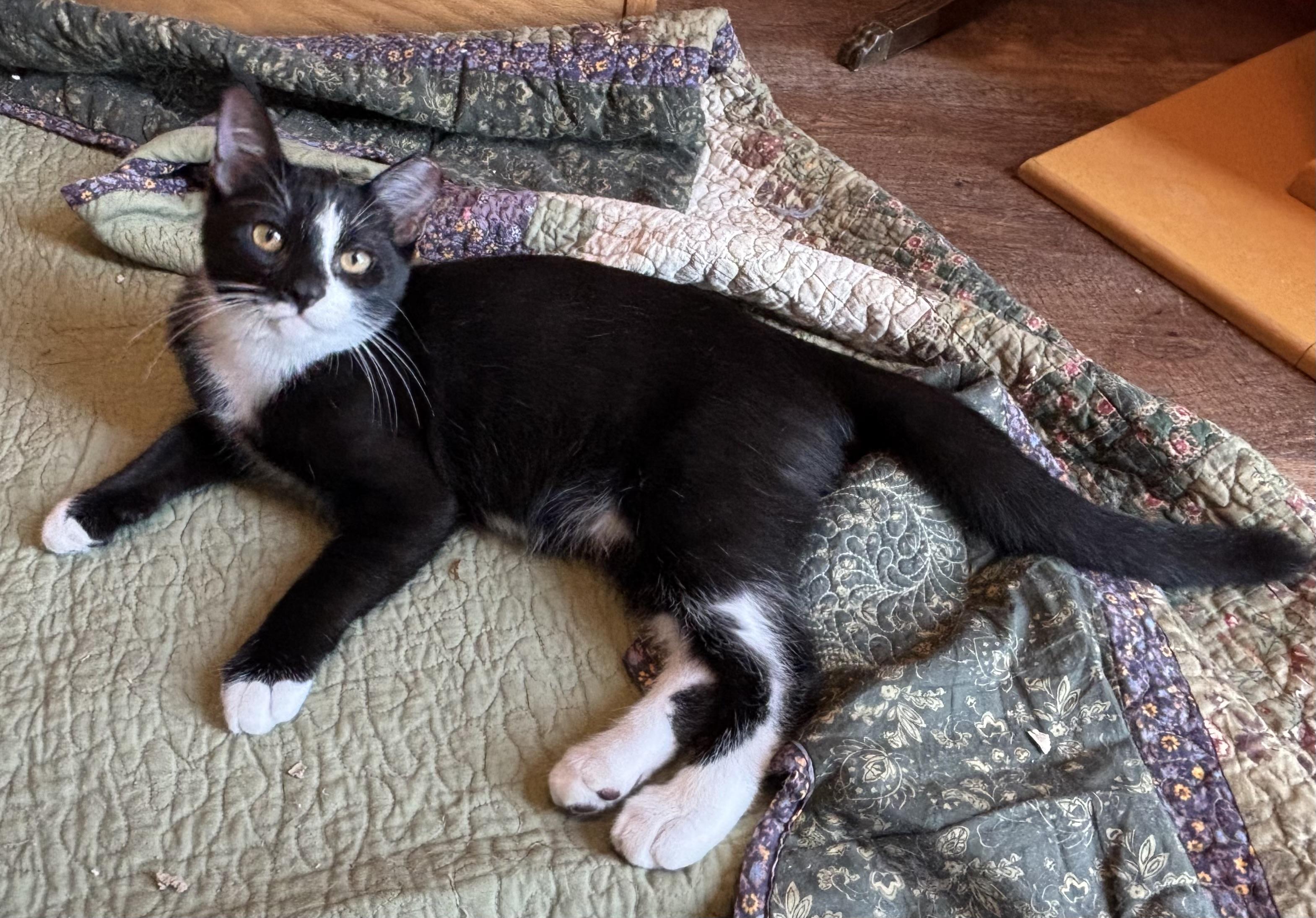 Enlarge Tuxie (male), a Adoptable Domestic Short Hair in Sierra Vista, AZ image 1/2