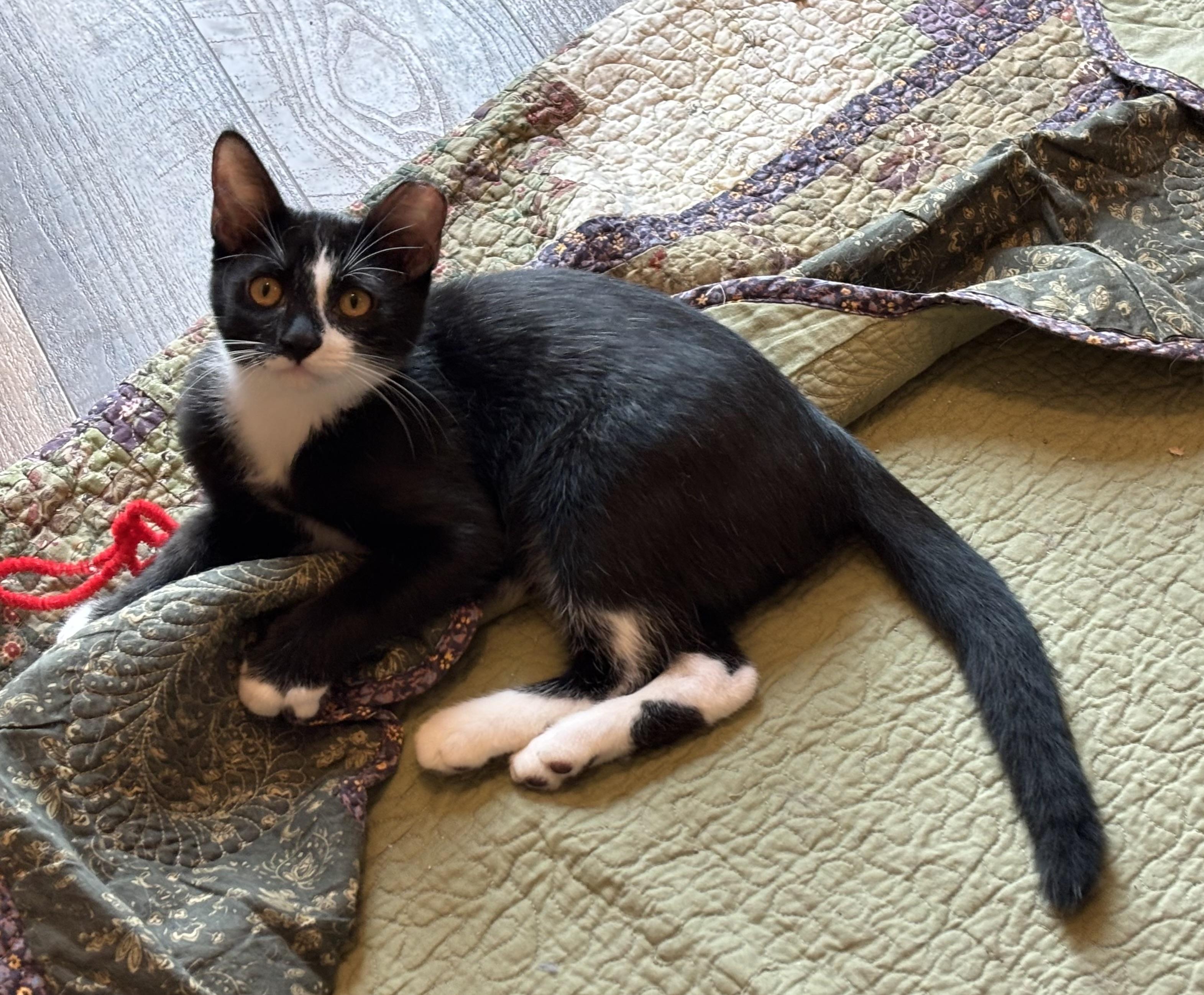 Enlarge Tuxie (male), a Adoptable Domestic Short Hair in Sierra Vista, AZ image 2/2