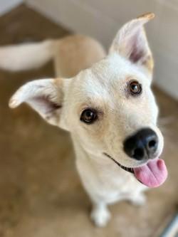 Austin A2026483, Adoptable, Adult Male Labrador Retriever.