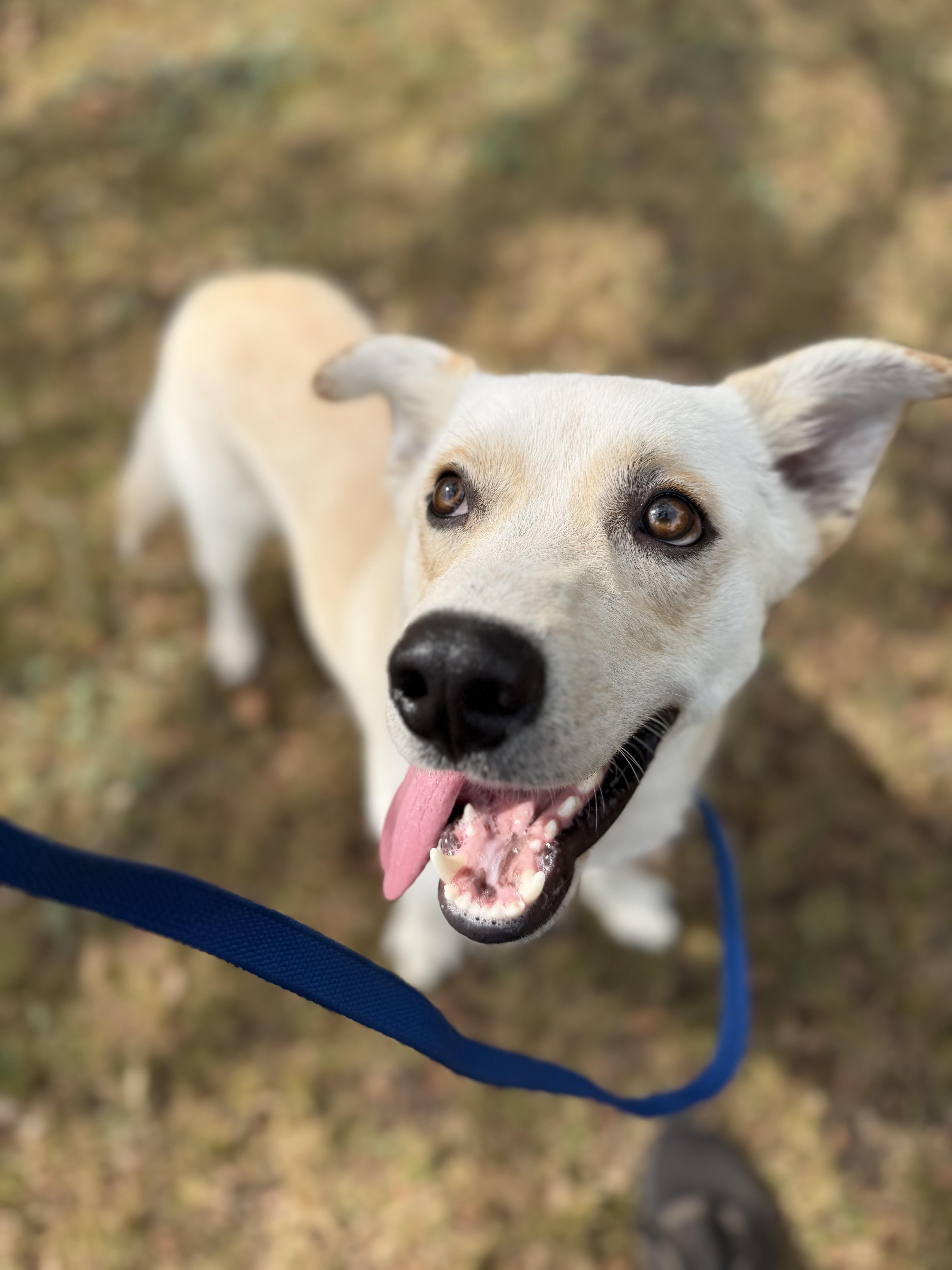 Enlarge Austin A2026483, a Adoptable mixed breed in Sherman, TX image 3/5