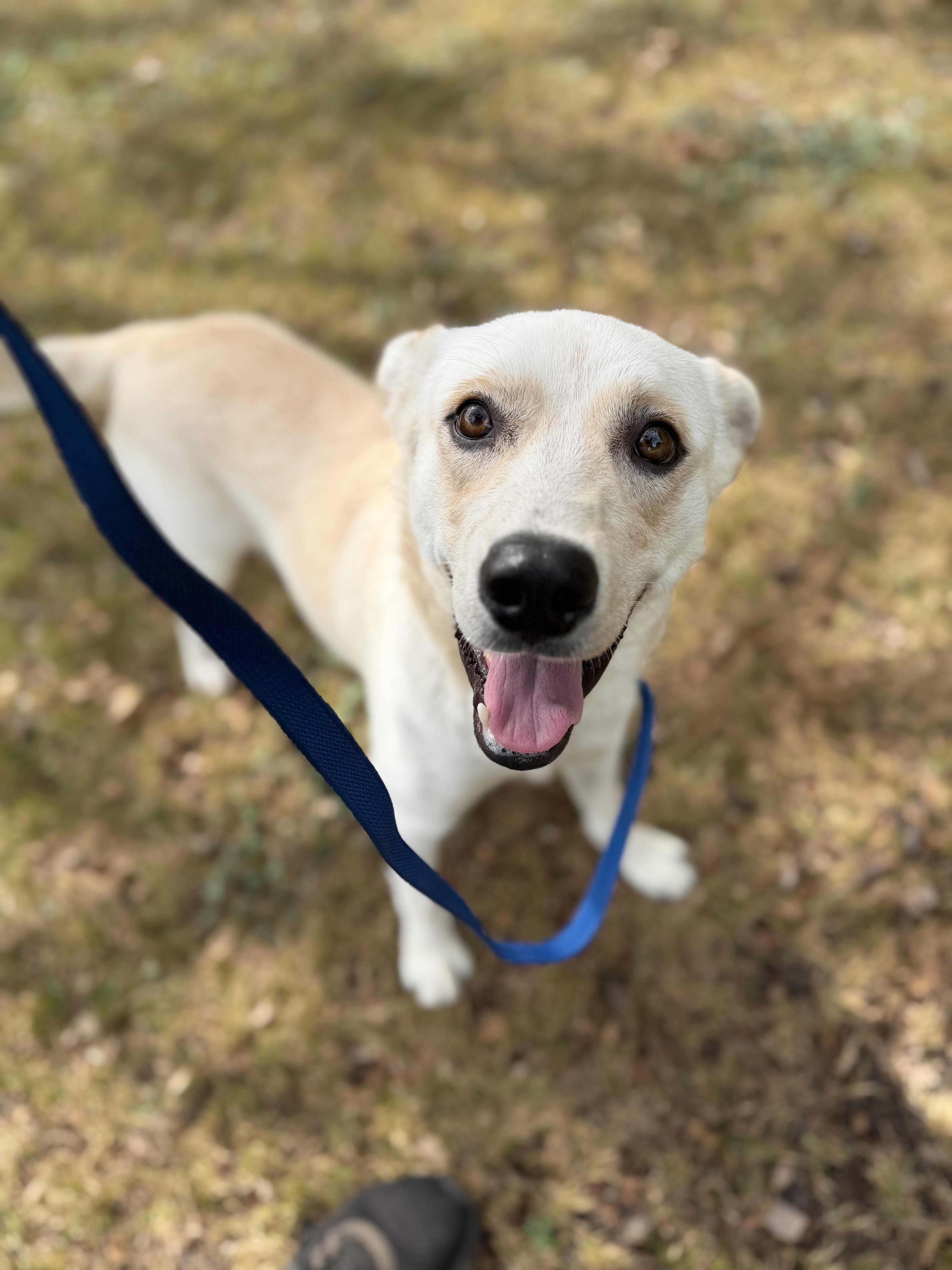 Enlarge Austin A2026483, a Adoptable mixed breed in Sherman, TX image 4/5