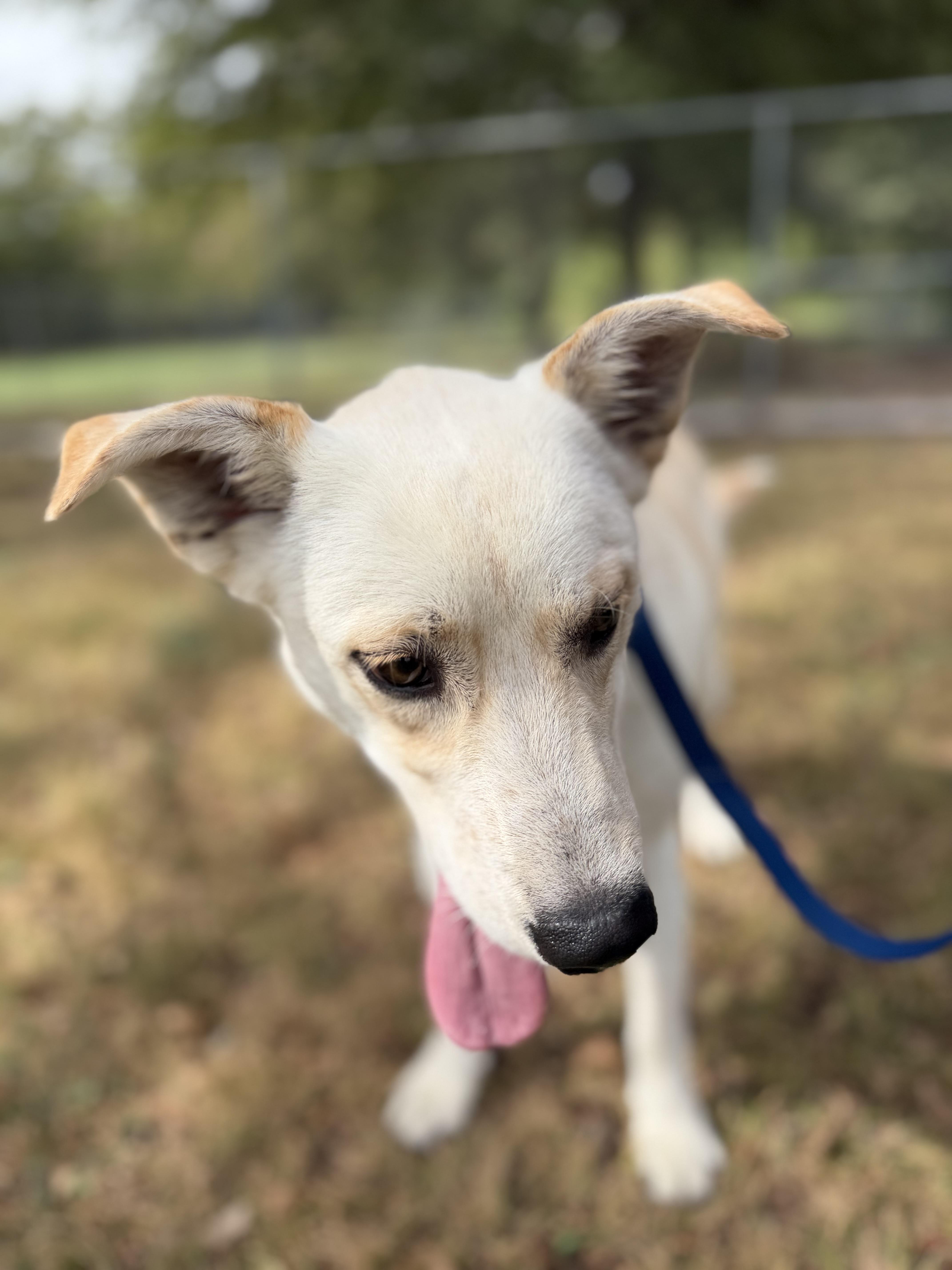 Enlarge Austin A2026483, a Adoptable mixed breed in Sherman, TX image 2/5