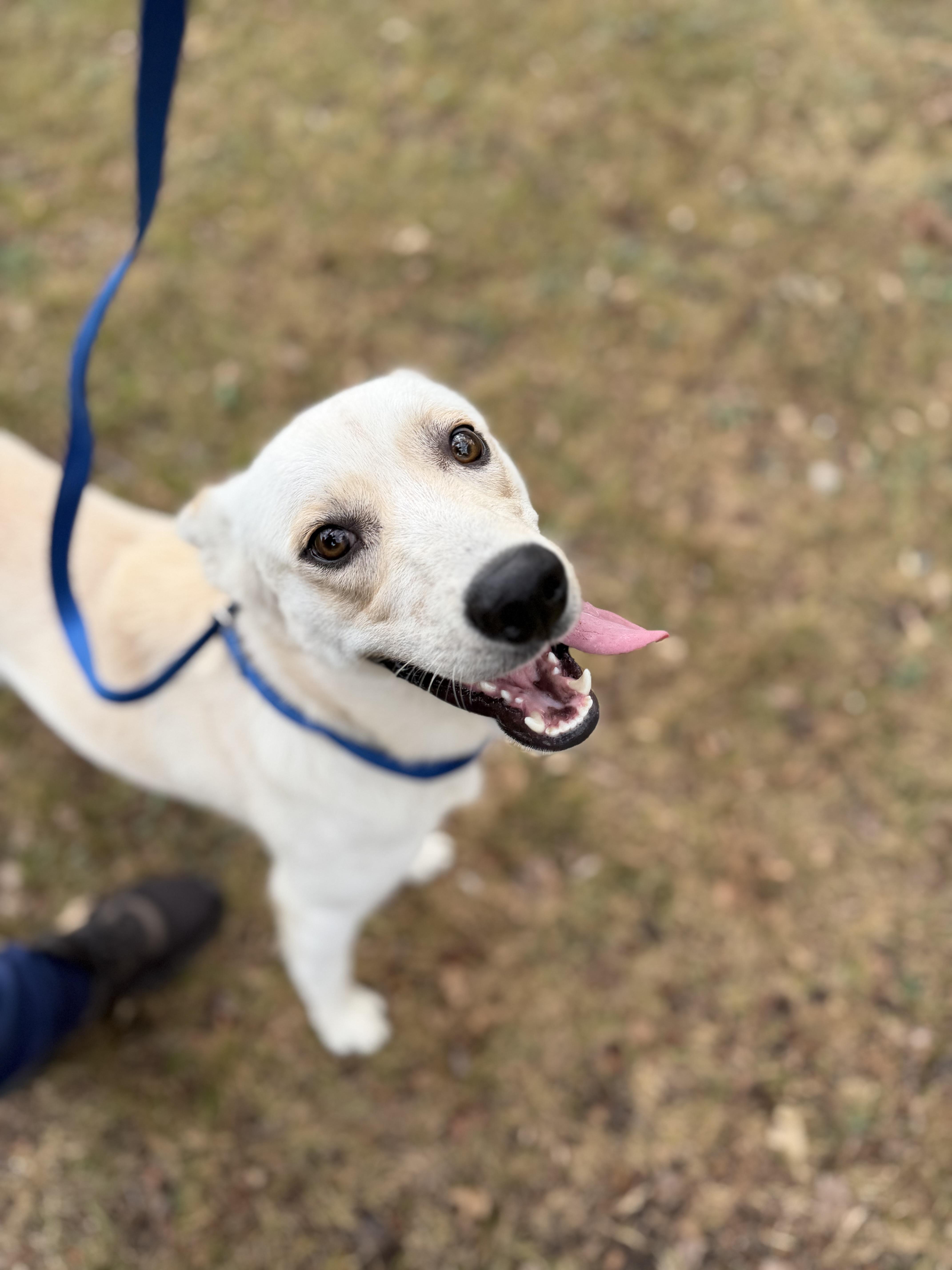 Austin A2026483, Adoptable, Young Male Labrador Retriever.