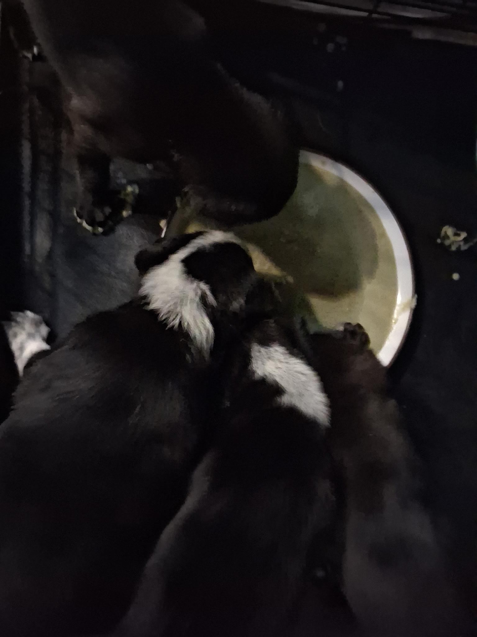 Honey and Juniper, a ADOPTABLE mixed breed in Ooltewah, TN image 4/4