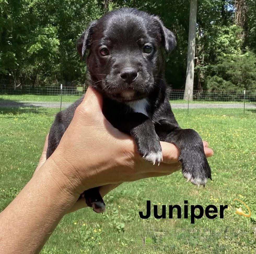 Honey and Juniper, a ADOPTABLE mixed breed in Ooltewah, TN image 3/4