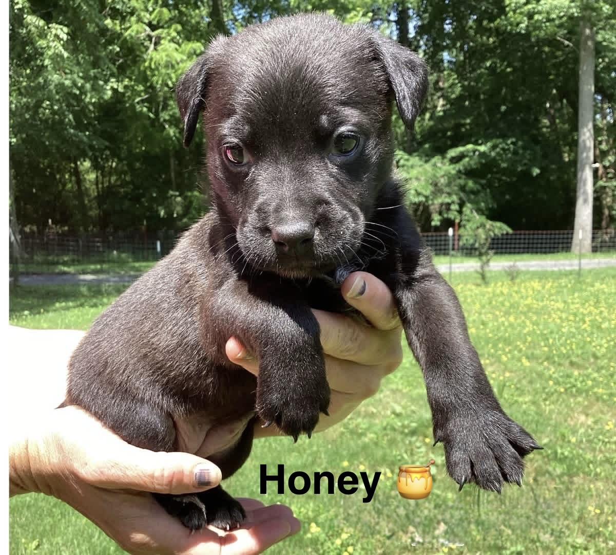 Honey and Juniper, a ADOPTABLE mixed breed in Ooltewah, TN image 1/4