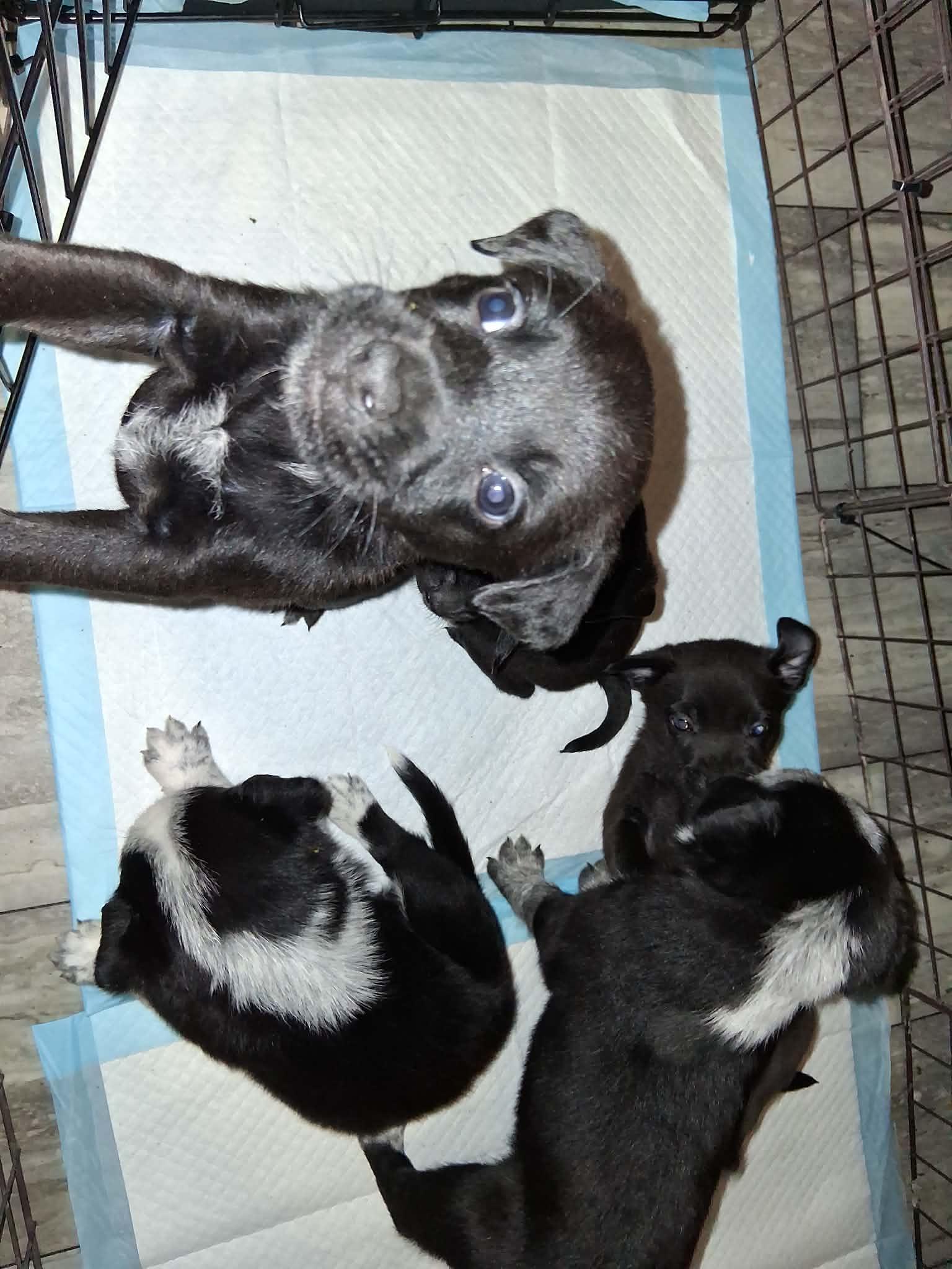 Honey and Juniper, a ADOPTABLE mixed breed in Ooltewah, TN image 2/4