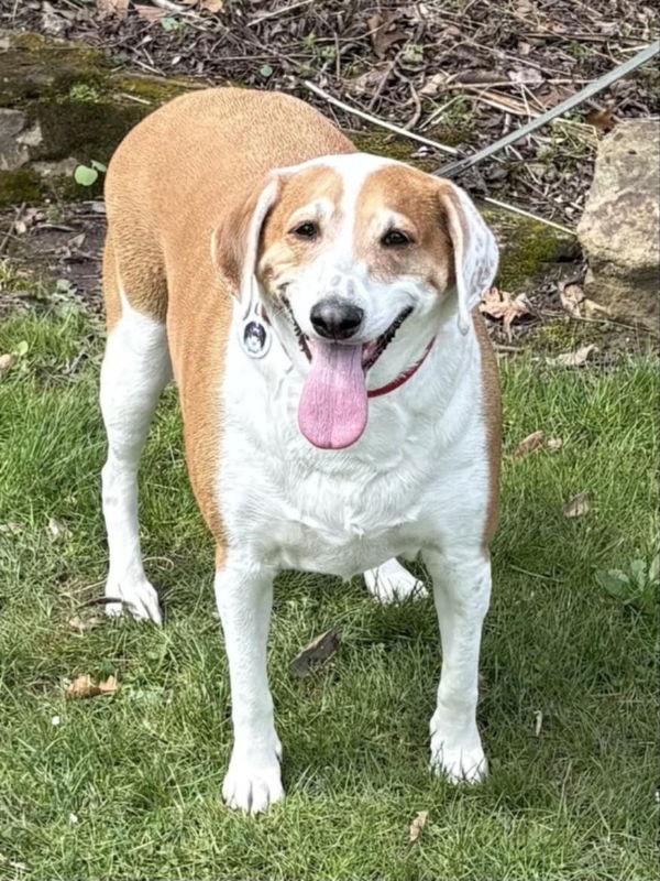 Enlarge Ringo, a Adoptable Coonhound in Portage, IN image 2/3