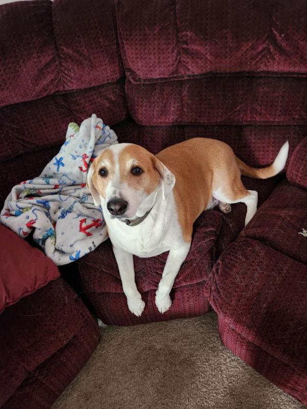 Enlarge Ringo, a Adoptable Coonhound in Portage, IN image 3/3