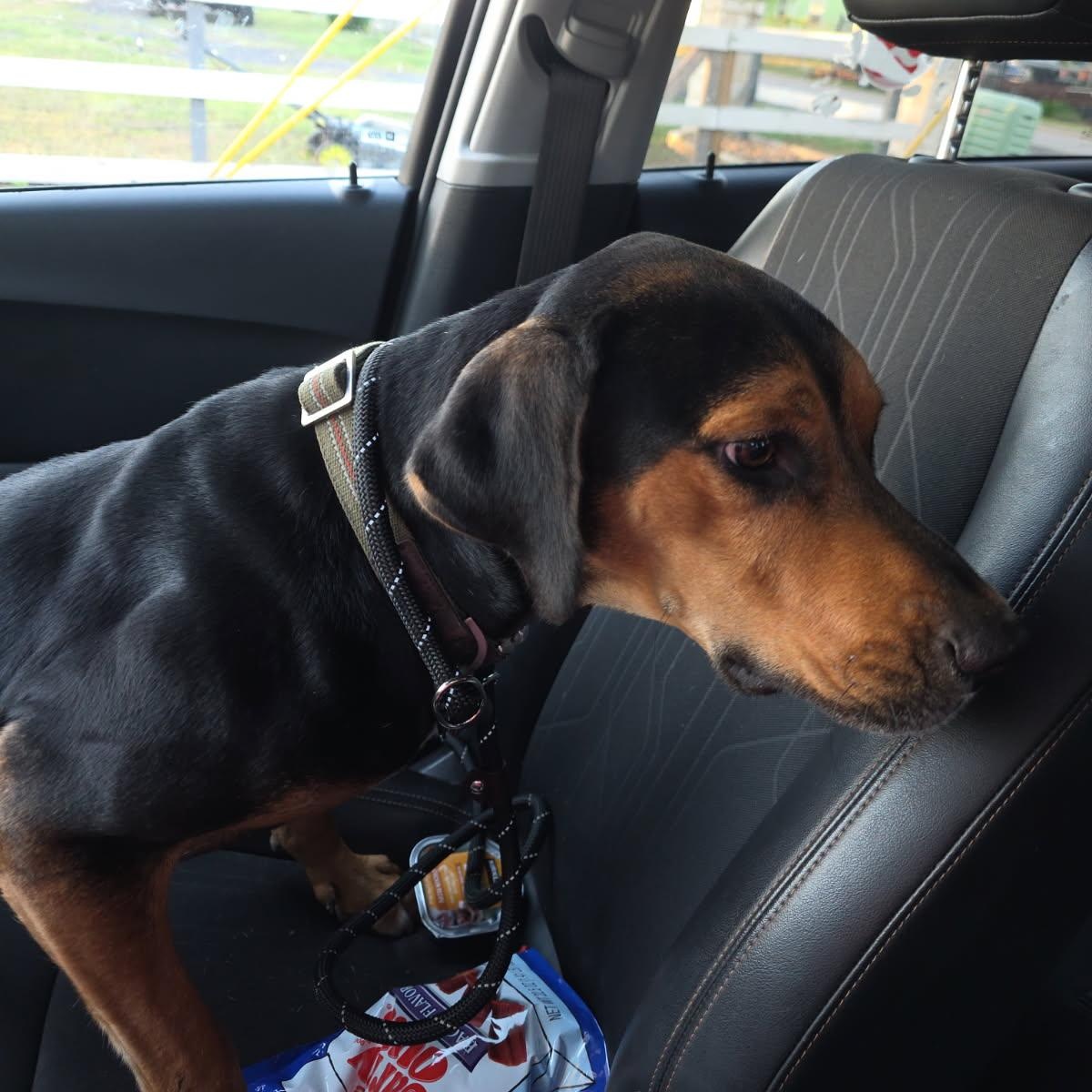 GUS (Sweet Boy, Loves Kids and his Human, Kind, Good with Dogs) — thumbnail 2