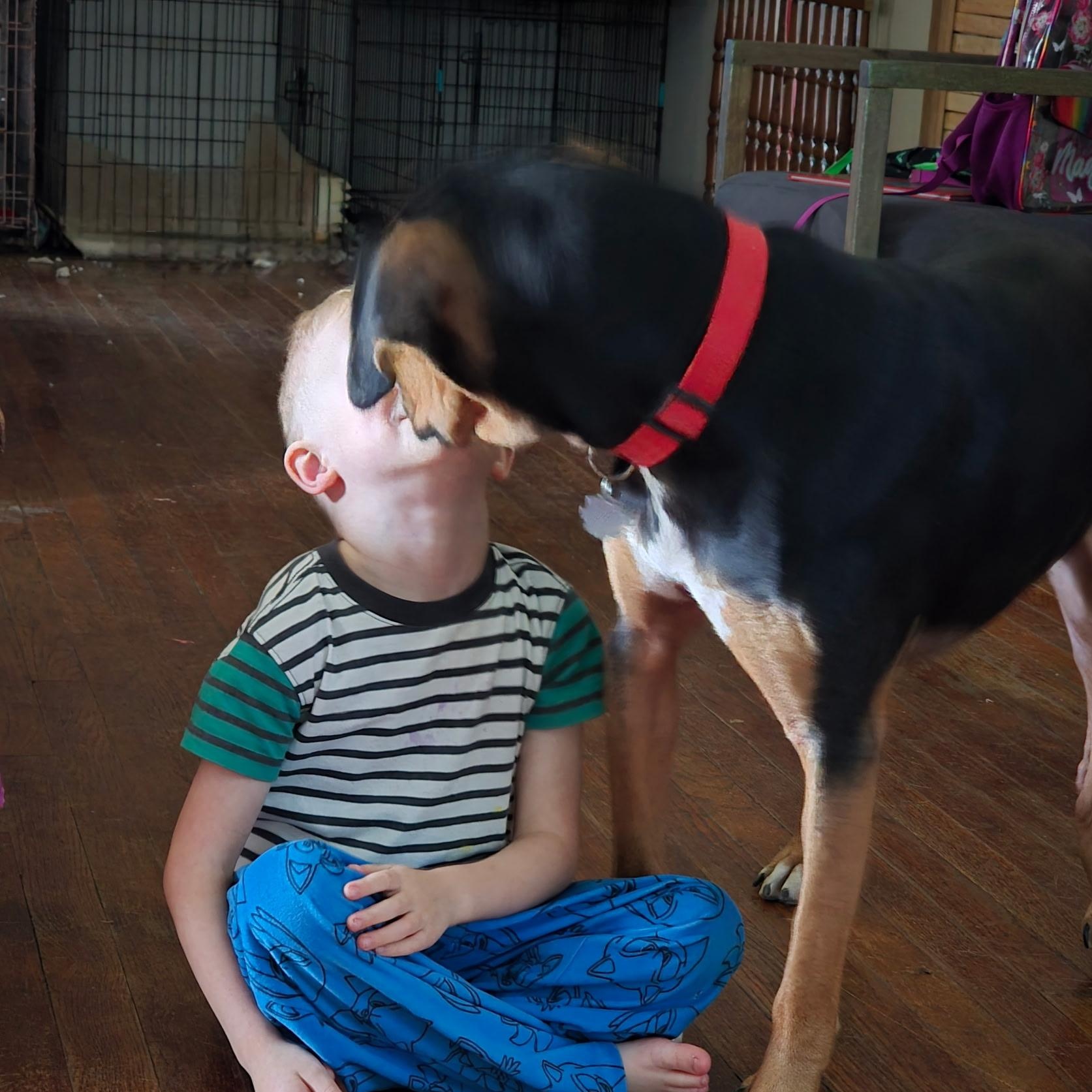GUS (Sweet Boy, Loves Kids and his Human, Kind, Good with Dogs) — thumbnail 3