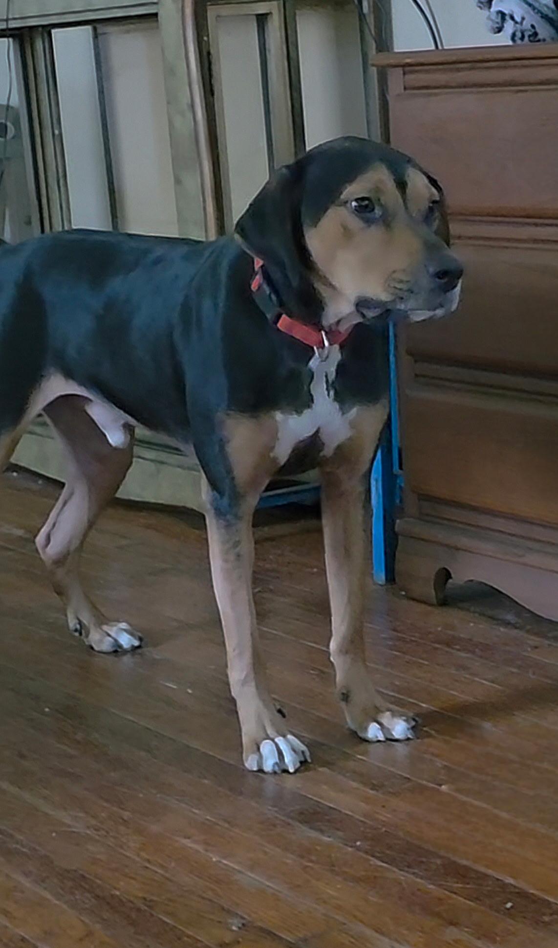 GUS (Sweet Boy, Loves Kids and his Human, Kind, Good with Dogs) — thumbnail 4