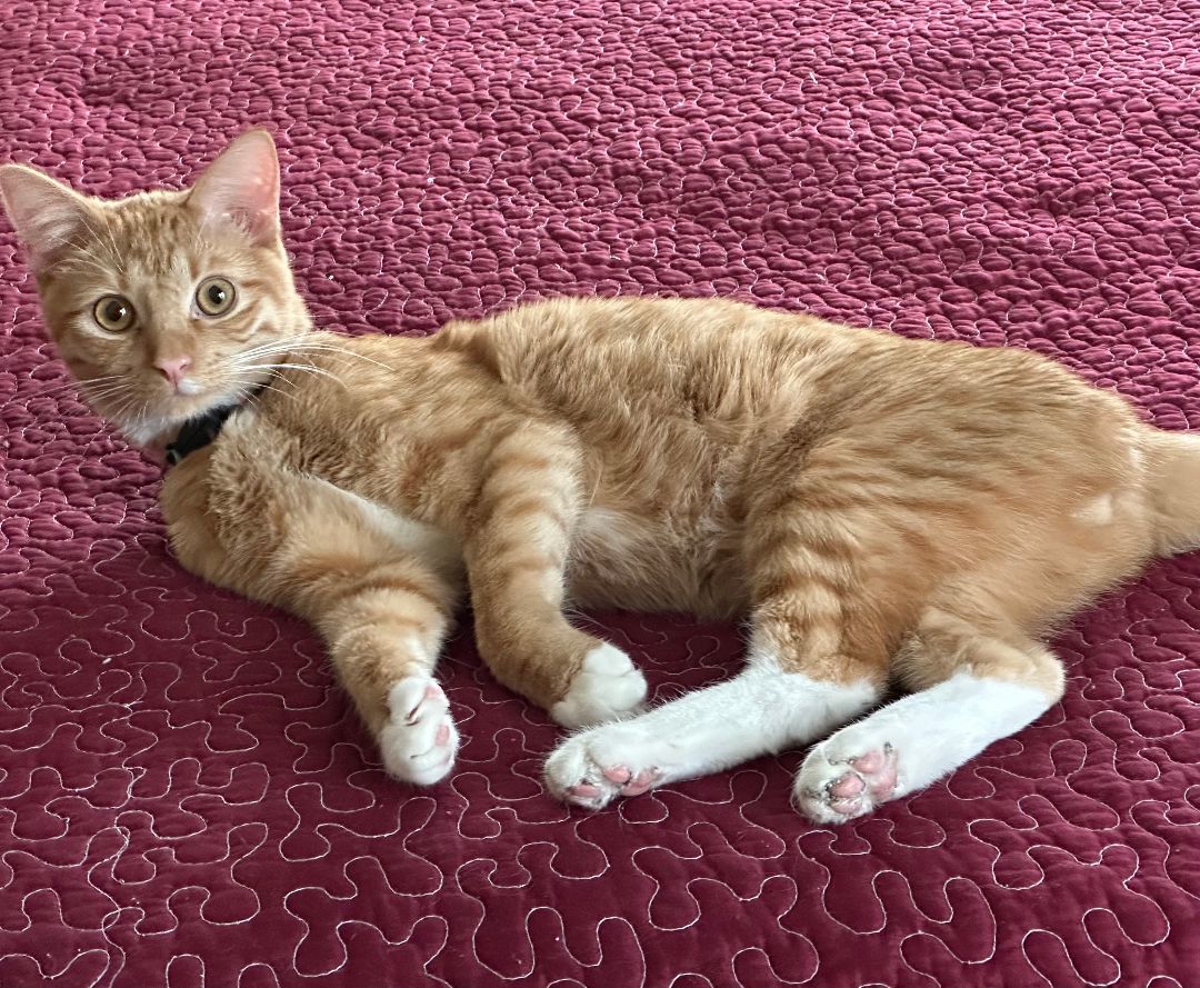 Atari, a Adoptable Domestic Short Hair in Watonga, OK image 2/3