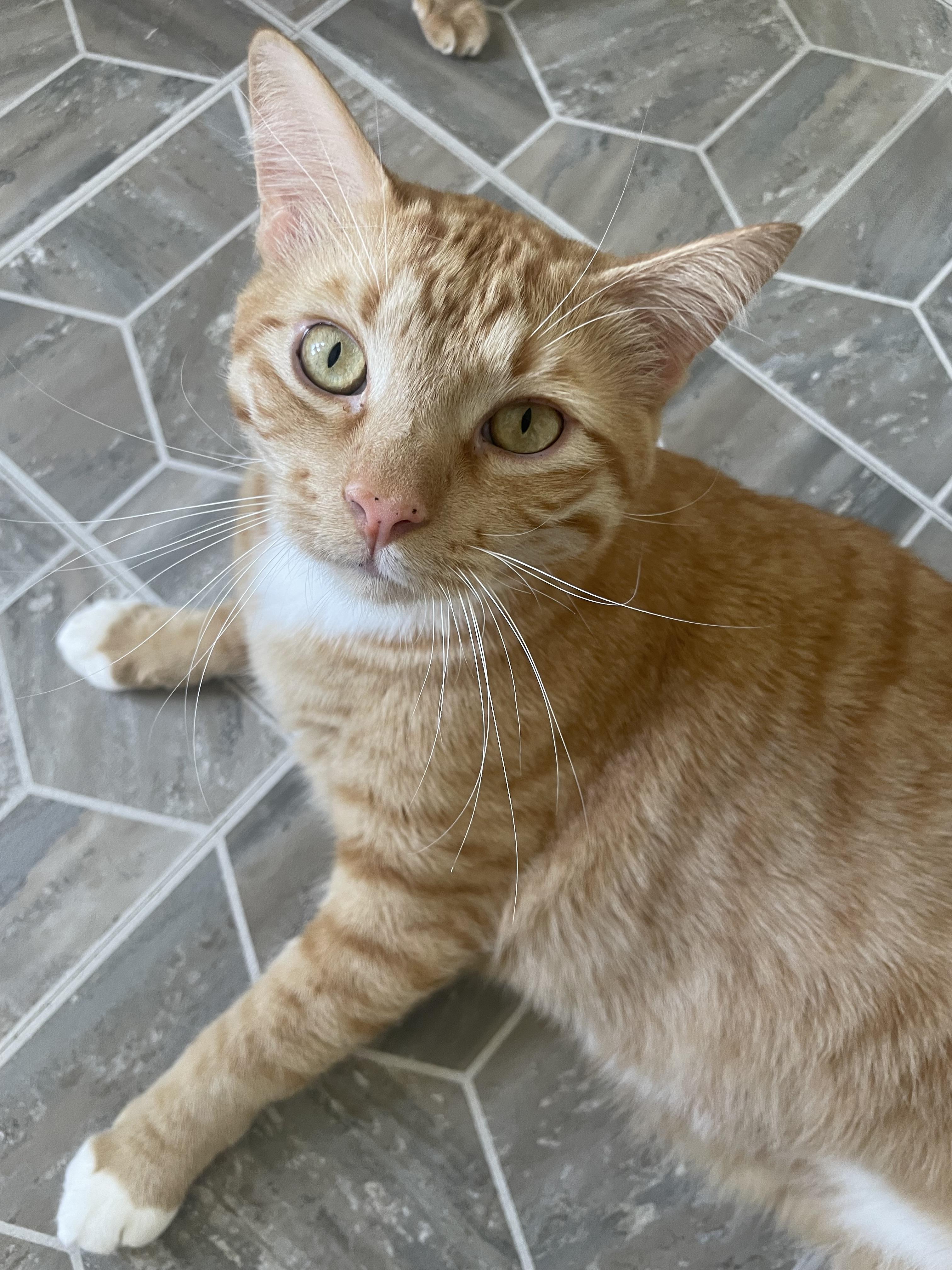 Atari, Adoptable, Adult Male Domestic Short Hair.