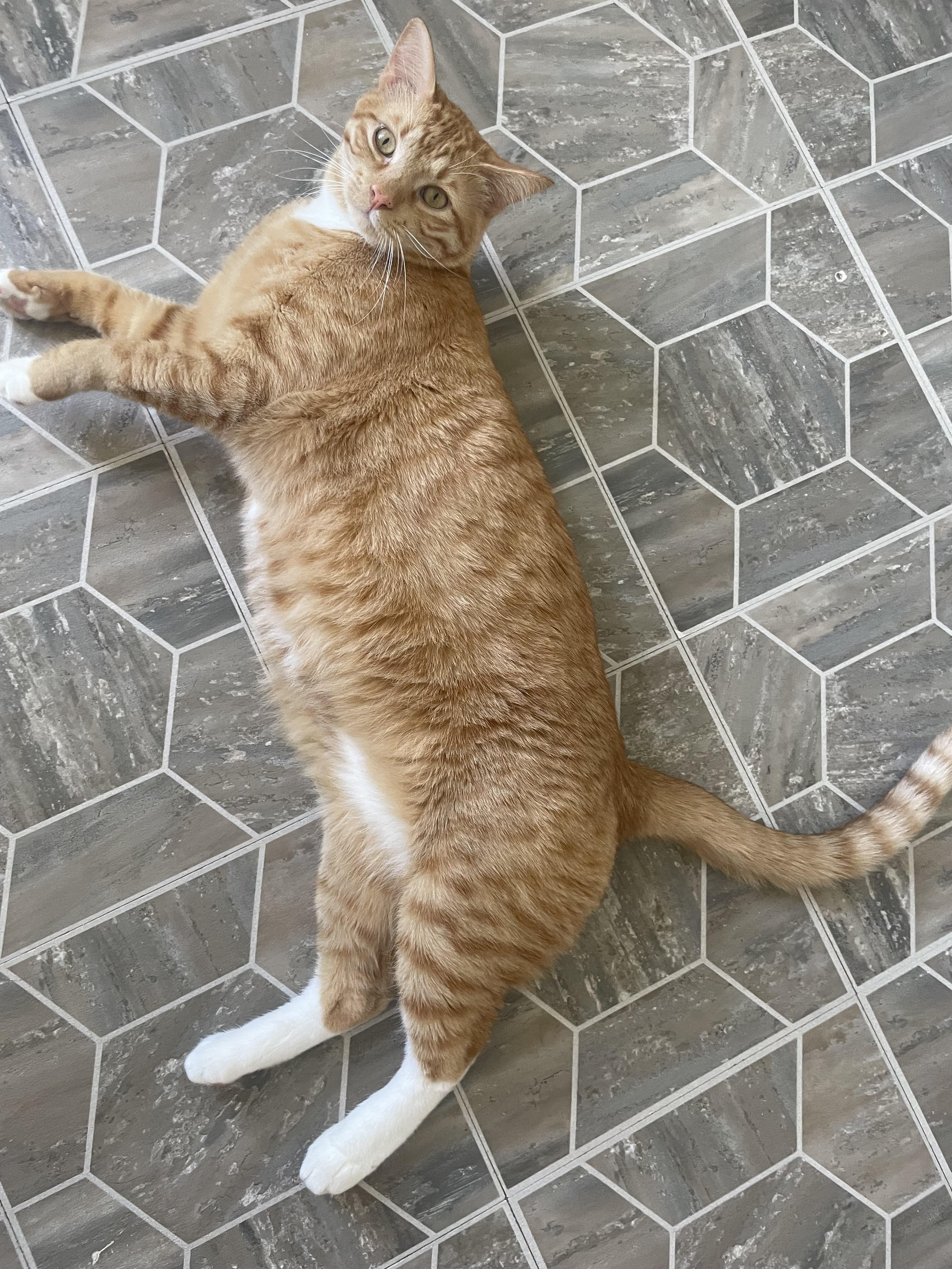 Atari, a Adoptable Domestic Short Hair in Watonga, OK image 3/3