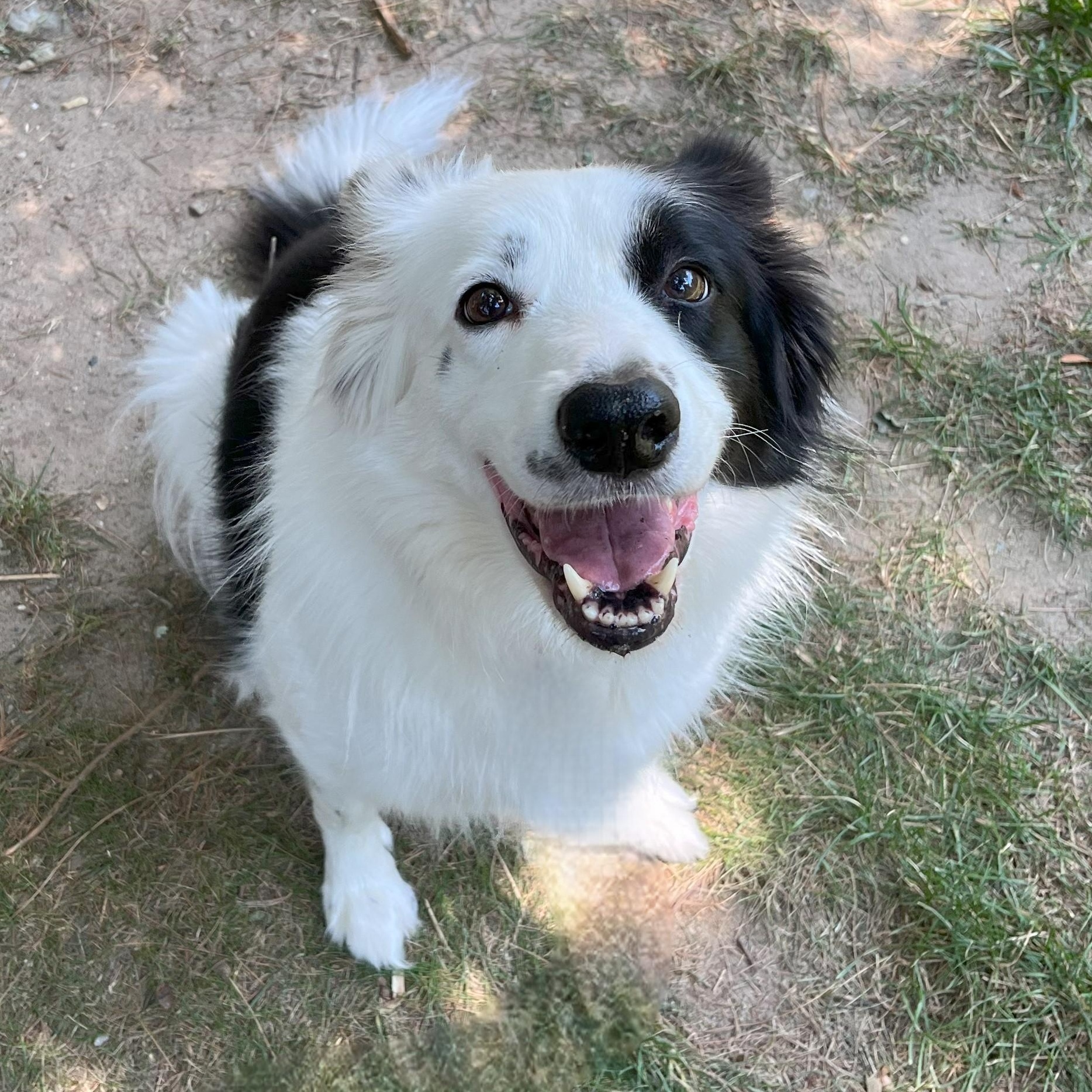 Saskia, Adoptable, Senior Female Border Collie.