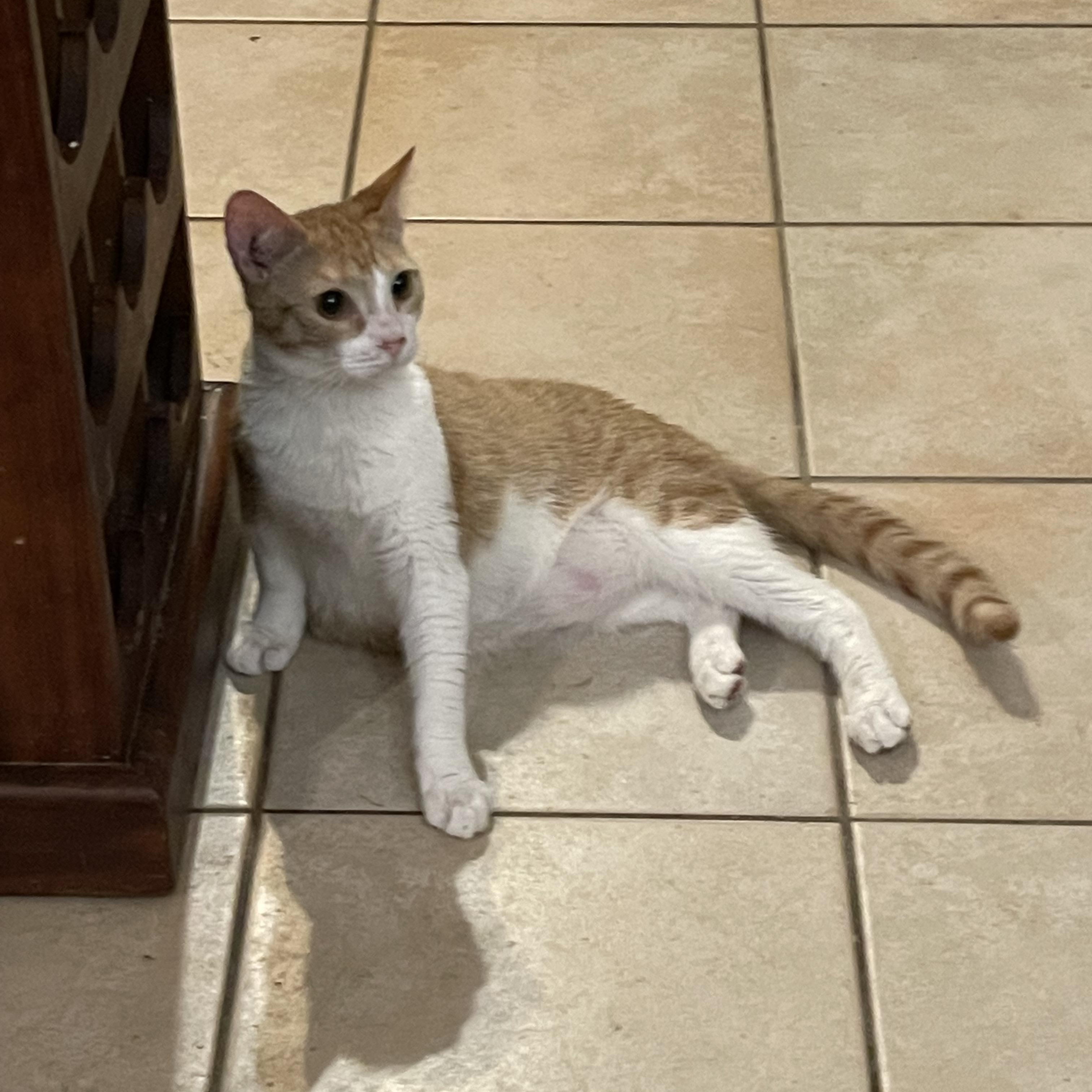 Georgie, Adoptable, Young Male Domestic Short Hair.