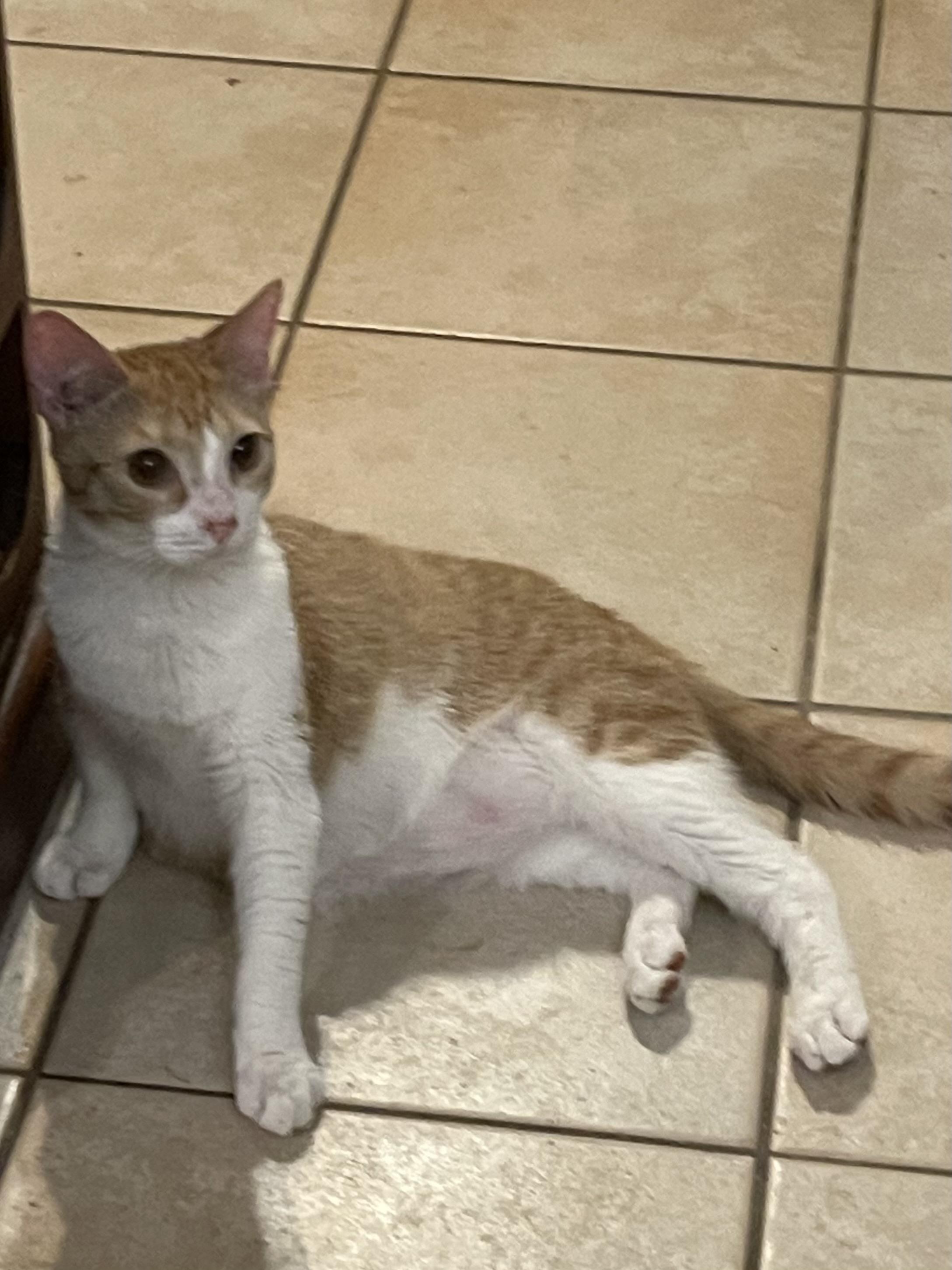 Georgie, a Adoptable Domestic Short Hair in san antonio, TX image 2/3