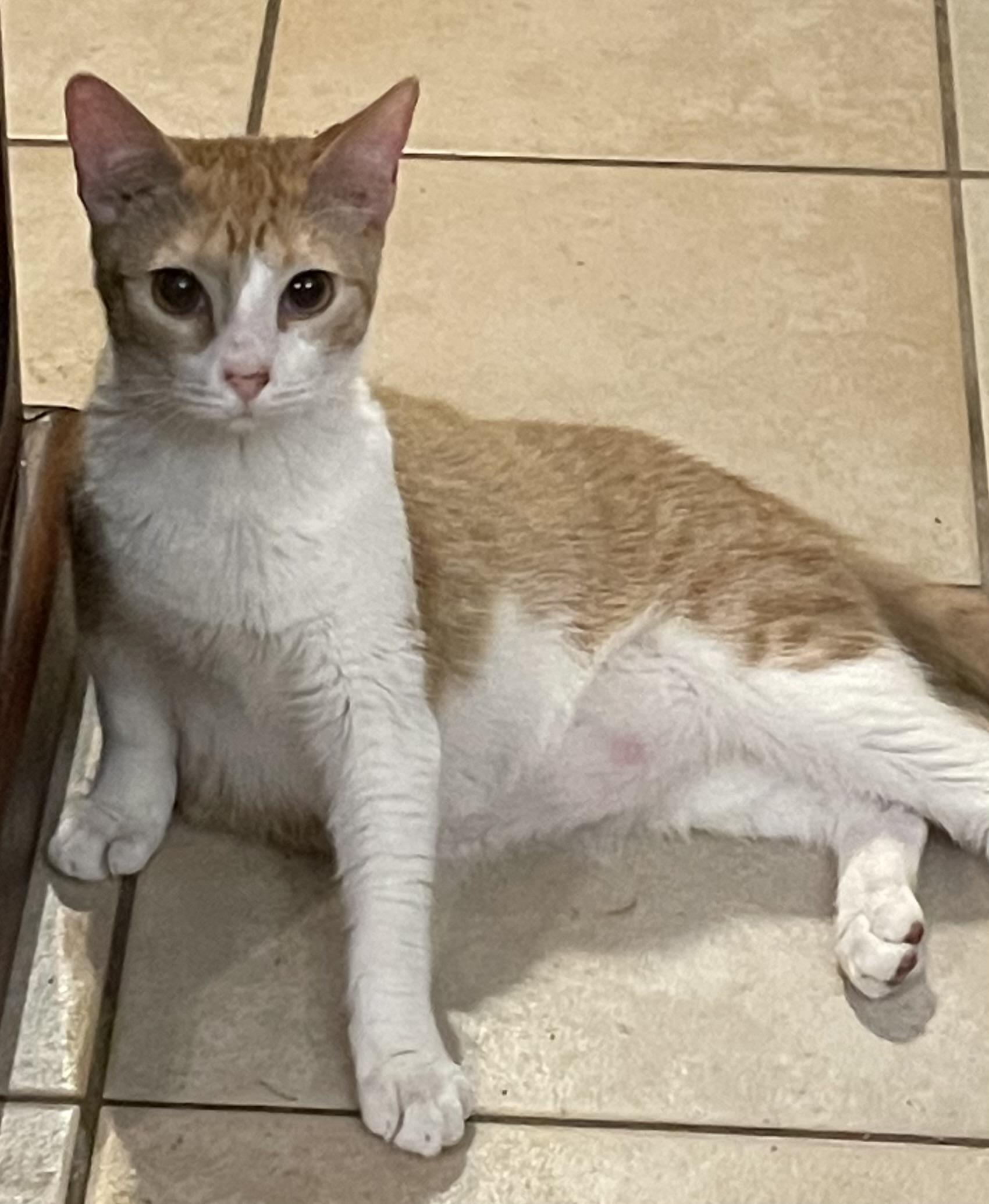 Georgie, a Adoptable Domestic Short Hair in san antonio, TX image 3/3